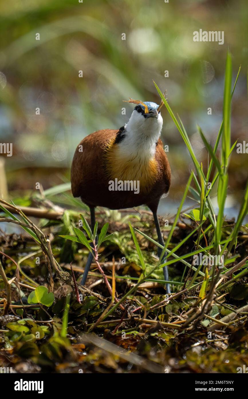 Afrikanischer Jakana, der Frosch in hinterleuchtetem Gras isst Stockfoto