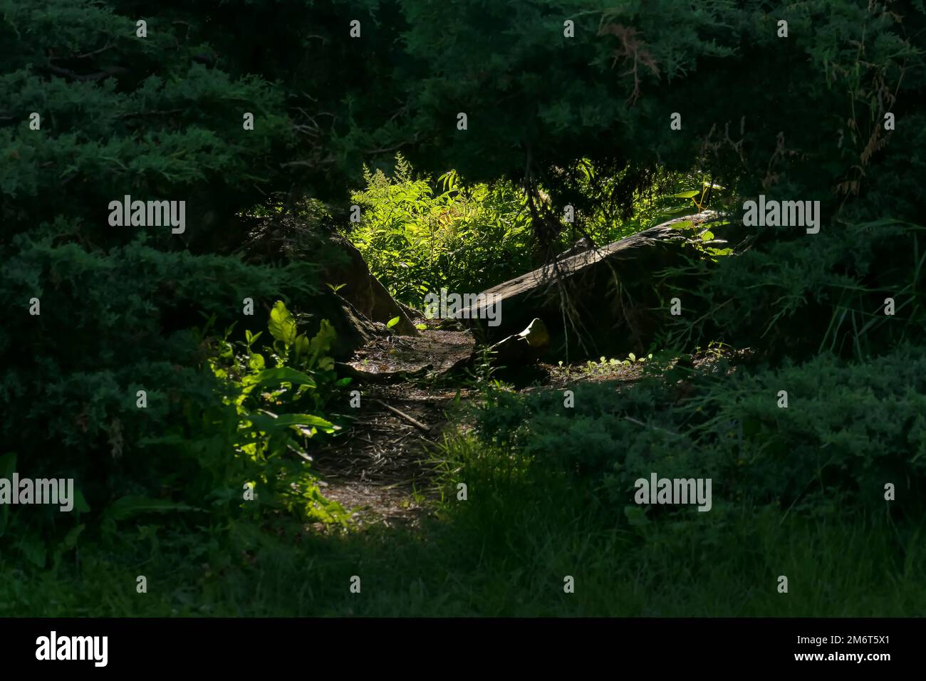 Eintritt in den Wald Stockfoto