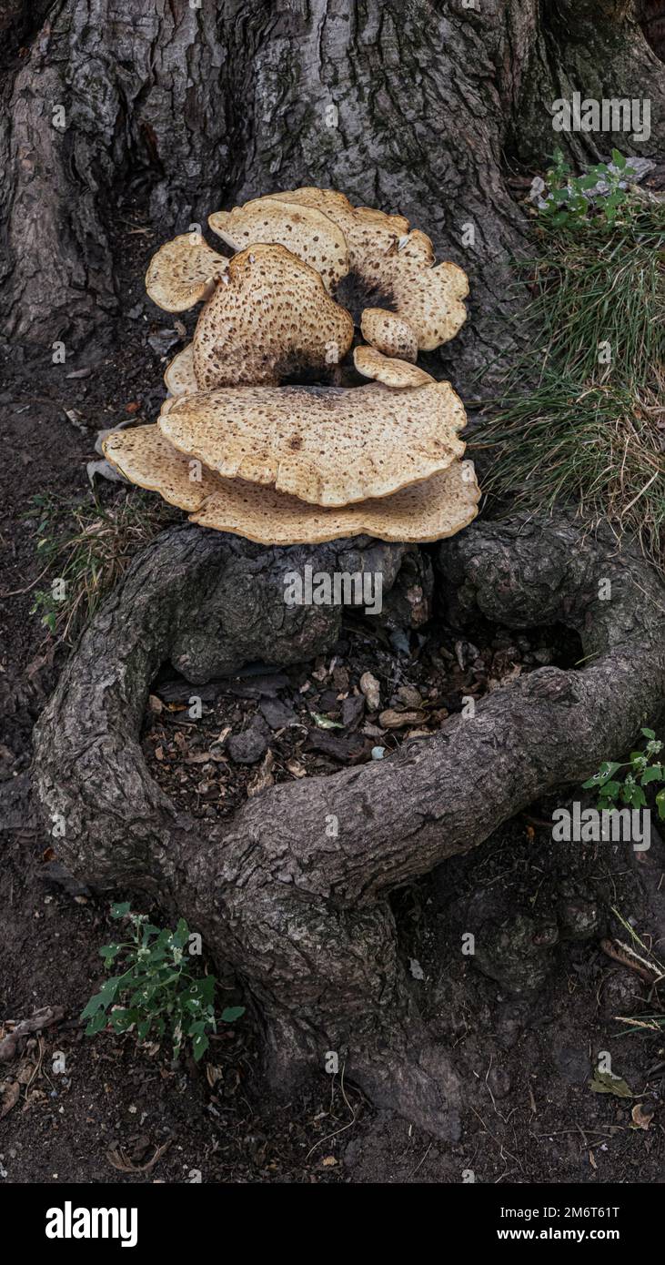 Pilzzucht auf Baumstamm Stockfoto