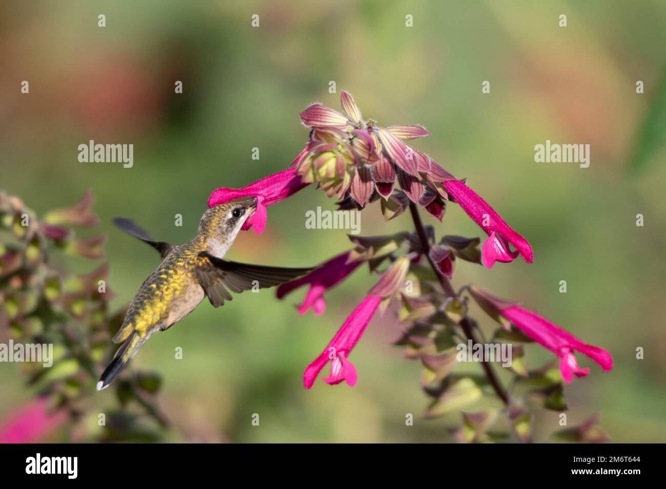 01162-16805 Ruby-throated Hummingbird (Archilochus colubris) in Salvia Fuchsia 'Rockin Fuchsia' (Salvia Hybrid) Marion Co IL Stockfoto