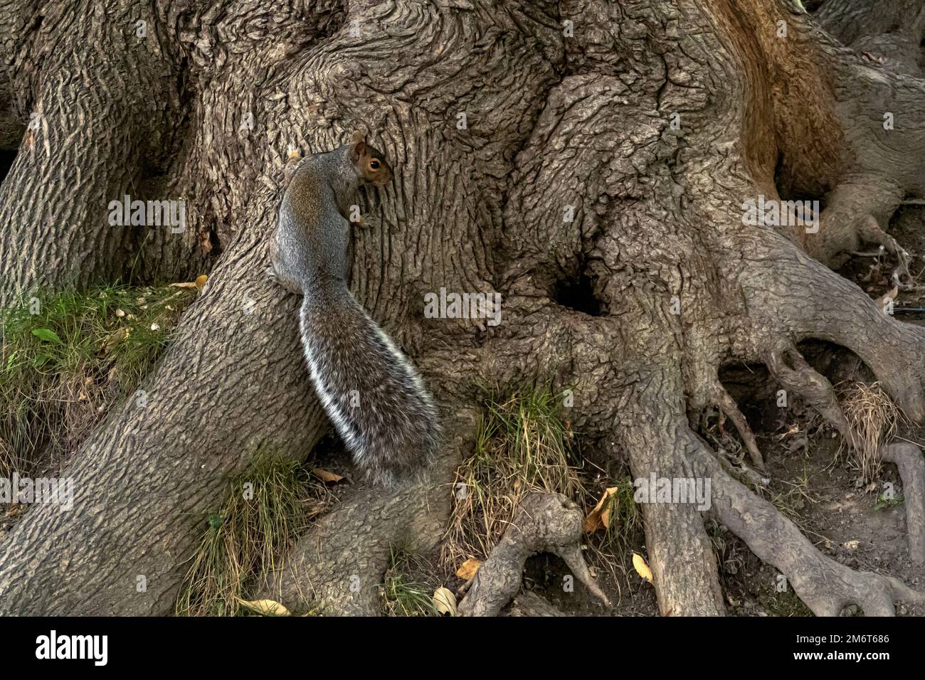 Eichhörnchen auf den Wurzeln eines Baumes Stockfoto