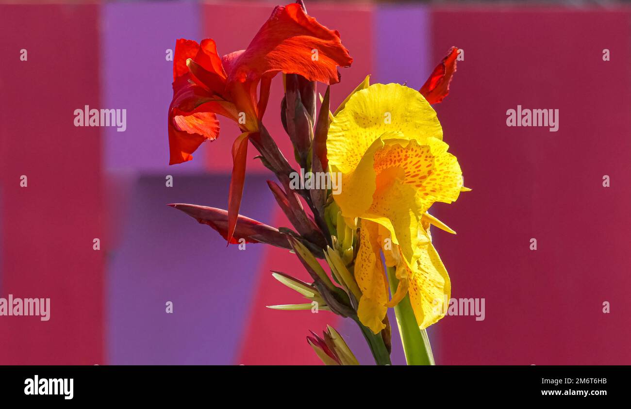 Gelbe, rote Farben von Gladioli Stockfoto