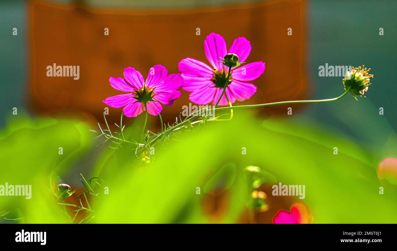 Kosmos-Blumen Stockfoto
