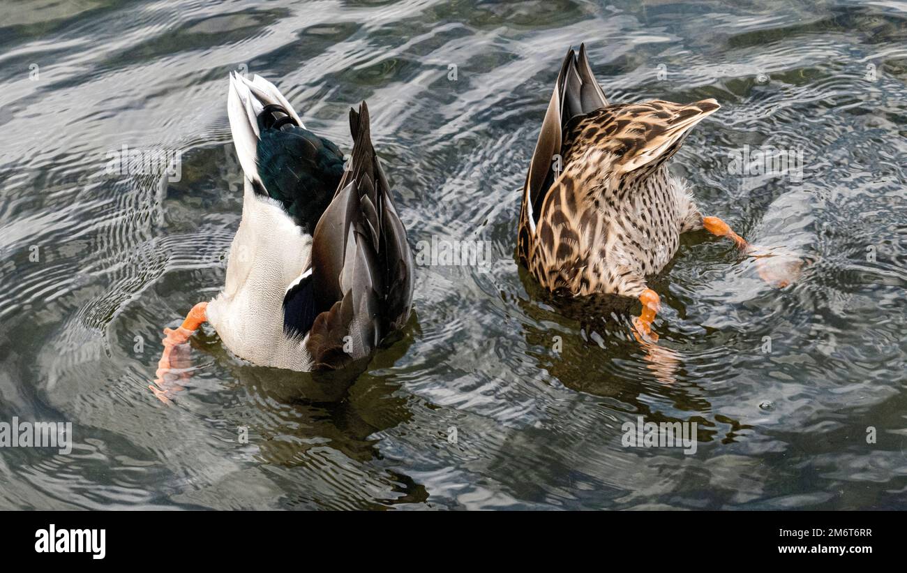 Enten fressen unter Wasser Stockfoto