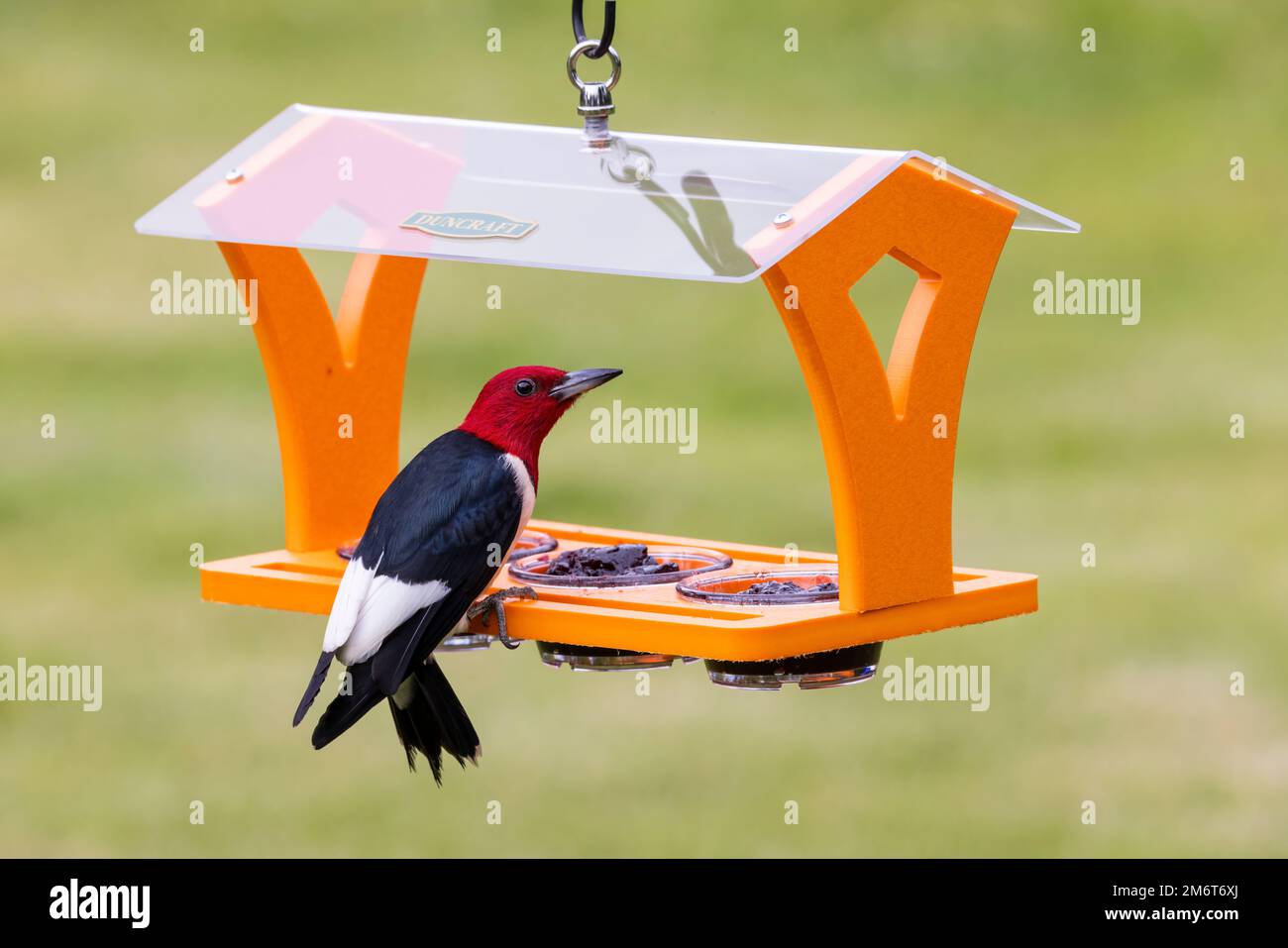 01197-04112 Rothaariger Woodpecker (Melanerpes erythrocephalus) im Traubengelee Feeder Marion Co IL Stockfoto