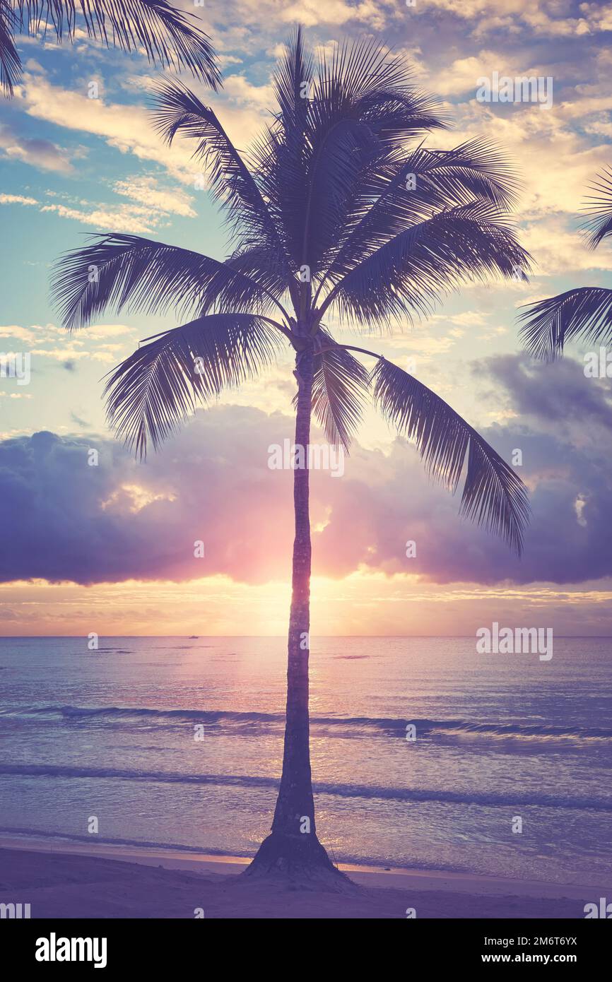 Kokospalmen-Silhouette an einem tropischen Strand bei Sonnenaufgang, Farbtönung angewendet Stockfoto