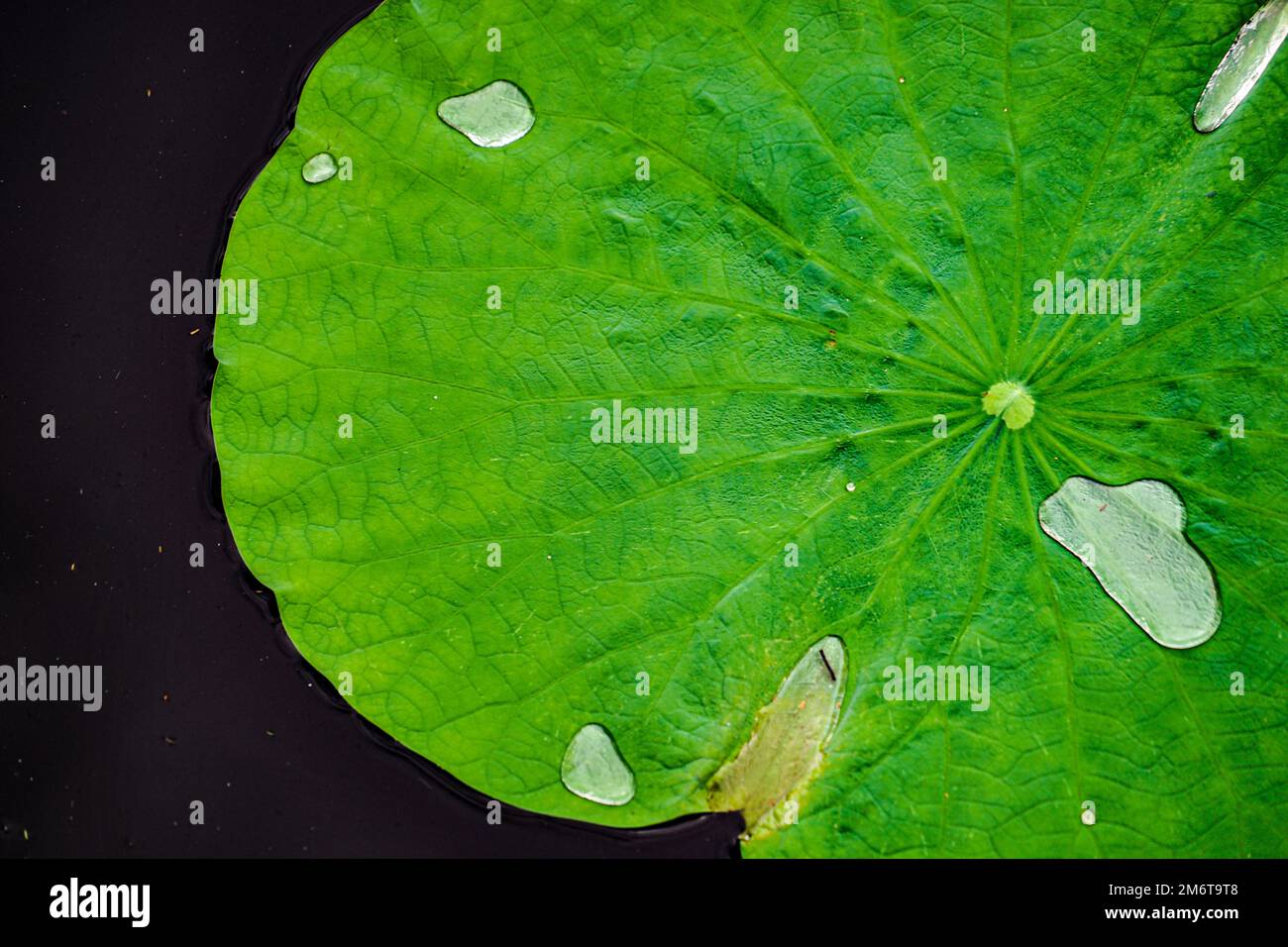 Lotusblätter und Teich Stockfoto
