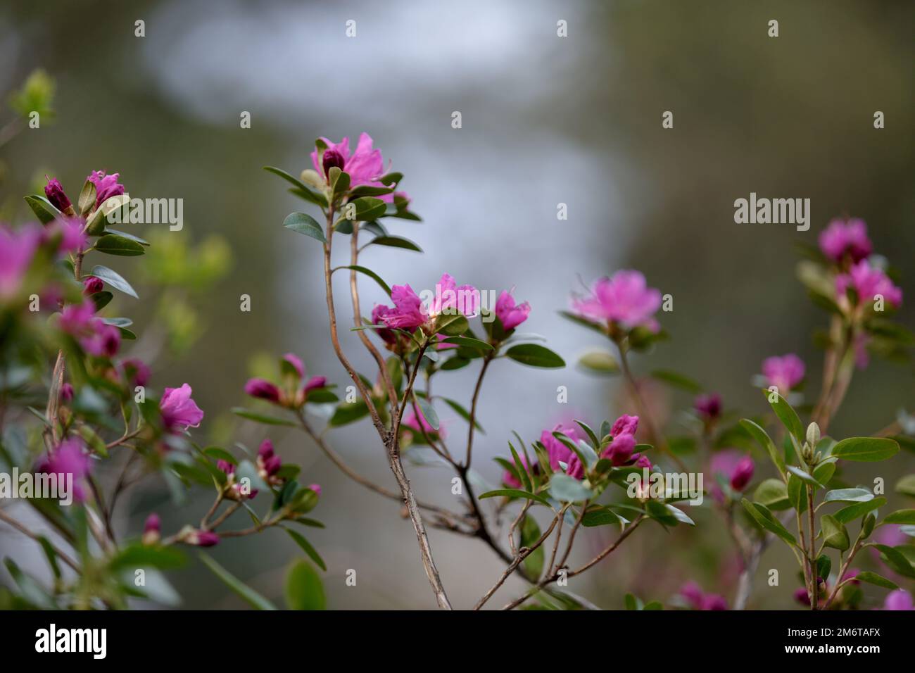 Ein großer, blühender Busch, Rhododendron. Viele rosa Blumen, Rhododendron, schöner Hintergrund. Rosa Blume blüht Stockfoto