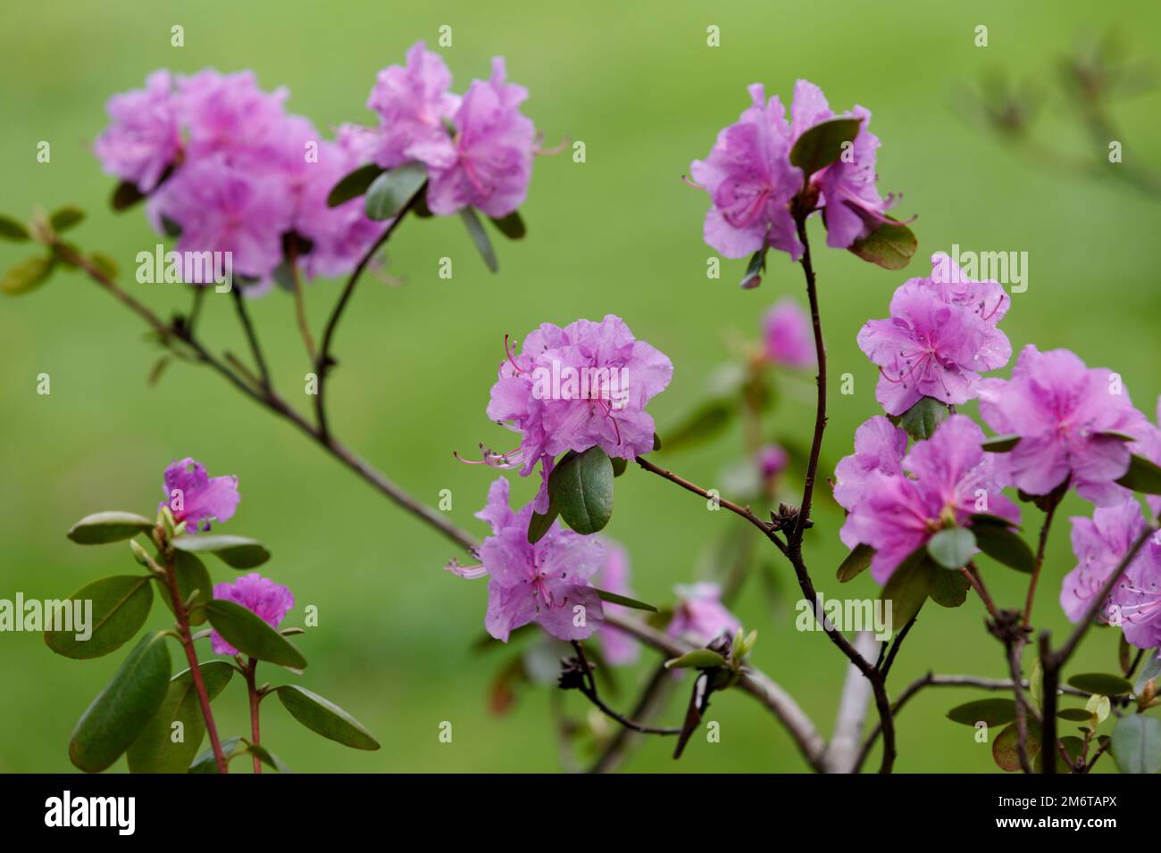 Rosa Rhododendron-Blume. Blühender Busch. Ein großer, im botanischen Garten blühender Rhododendron im Busch Stockfoto