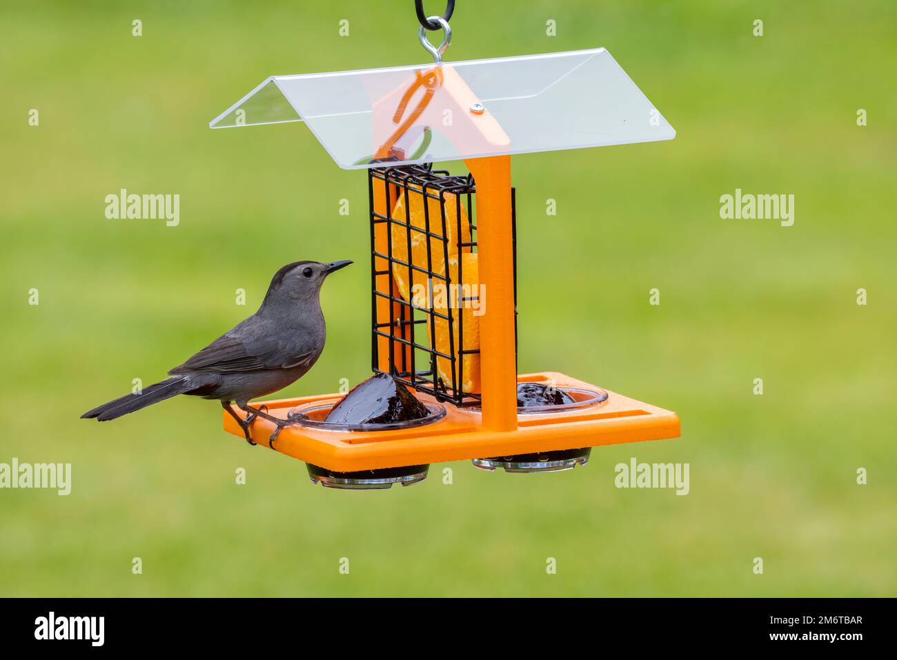 01392-03815 Gray Catbird (Dumetella carolinensis) bei der Traubengelee-Zuführung Marion Co IL Stockfoto