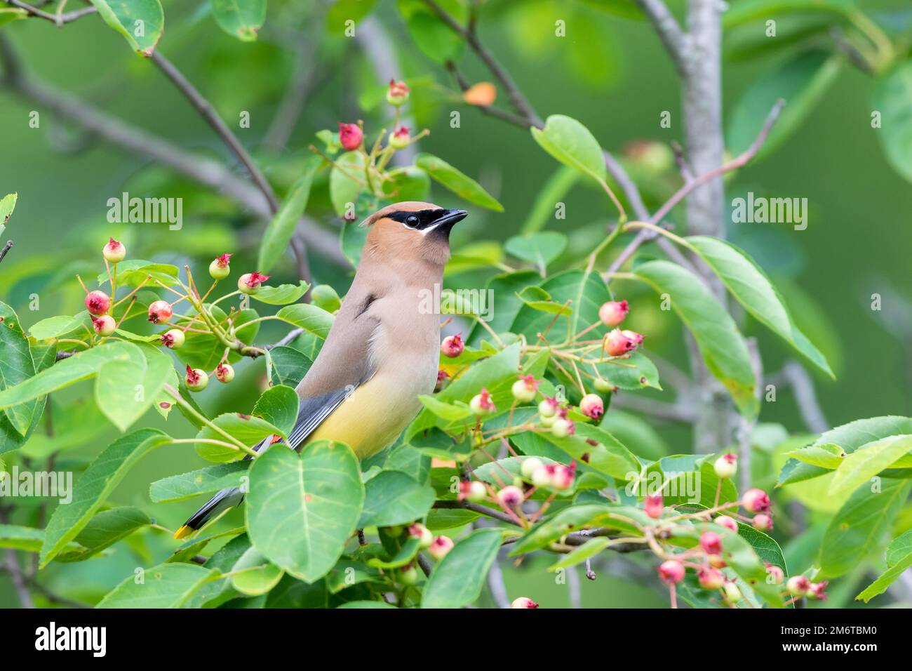 01415-04108 Cedar Waxwing (Bombycilla cedrorum) in serviceberry Bush (Amelanchier canadensis) Marion Co IL Stockfoto