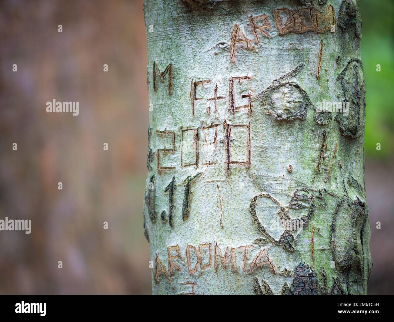 Initialen von Namen, die in ein Herz eingraviert sind, auf die Rinde eines alten Buchenbaums Stockfoto