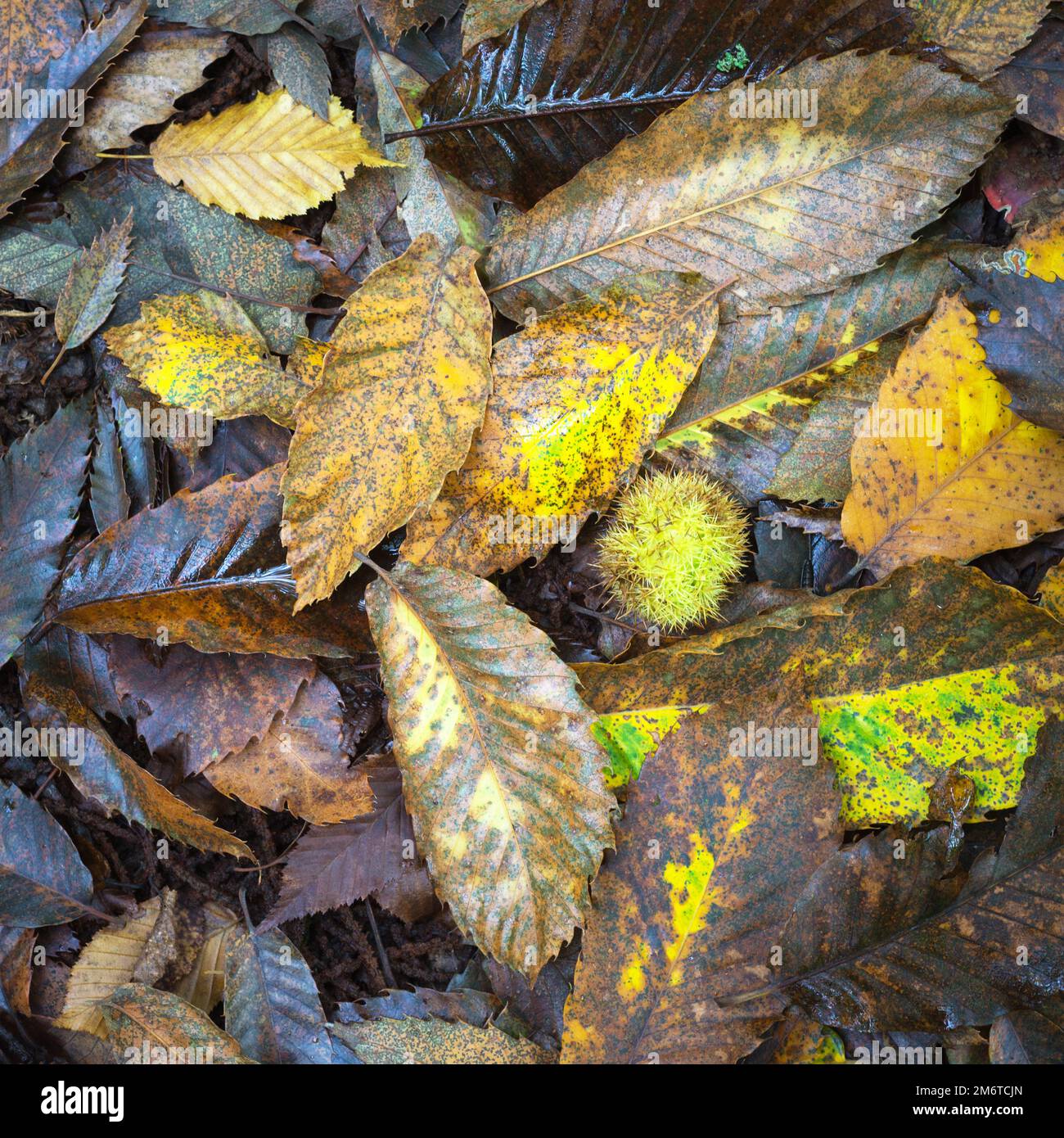 Herbstlaub Stockfoto