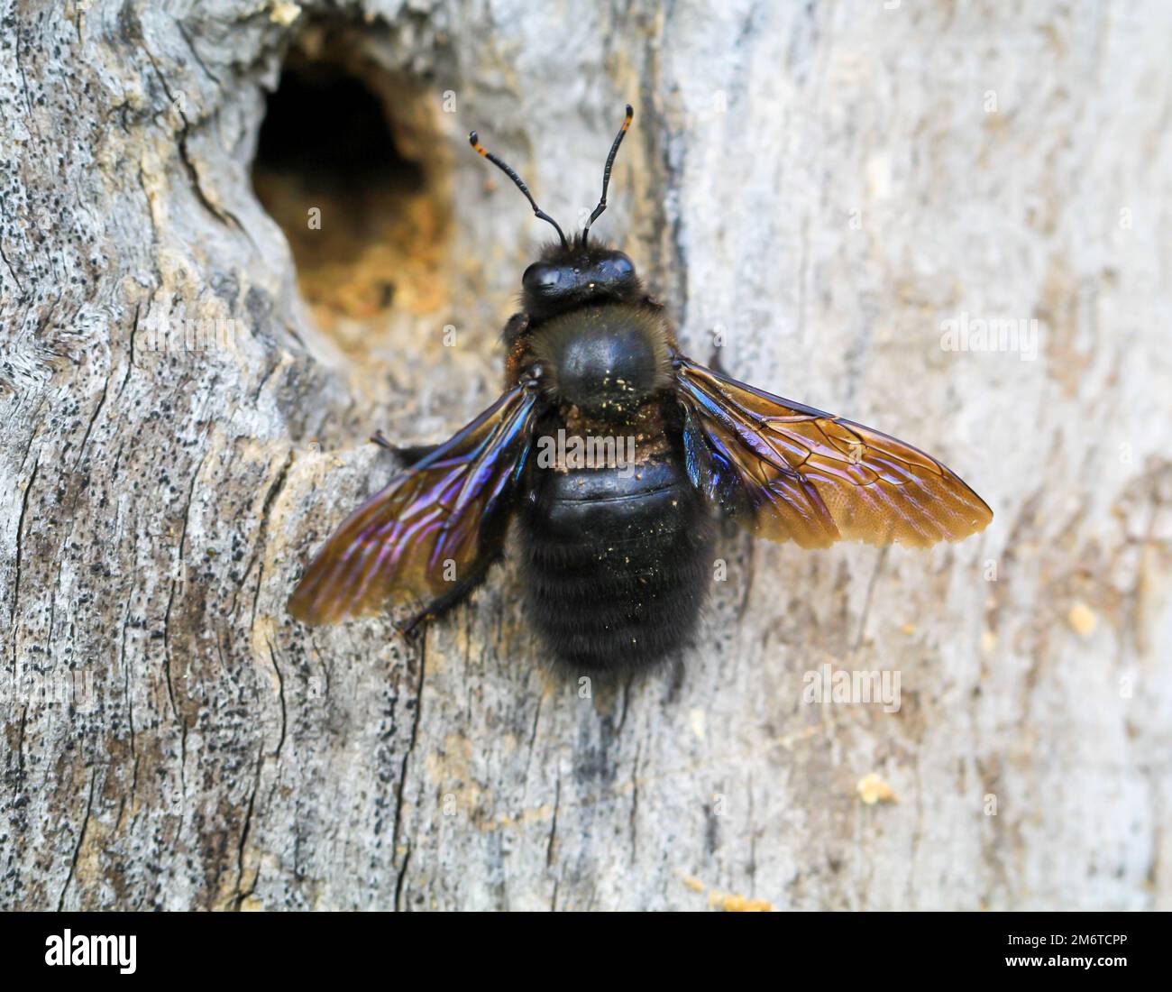 Eine blau-schwarze Holzbiene (Xylocopa violacea) auf einem hohlen Baumstamm. Stockfoto