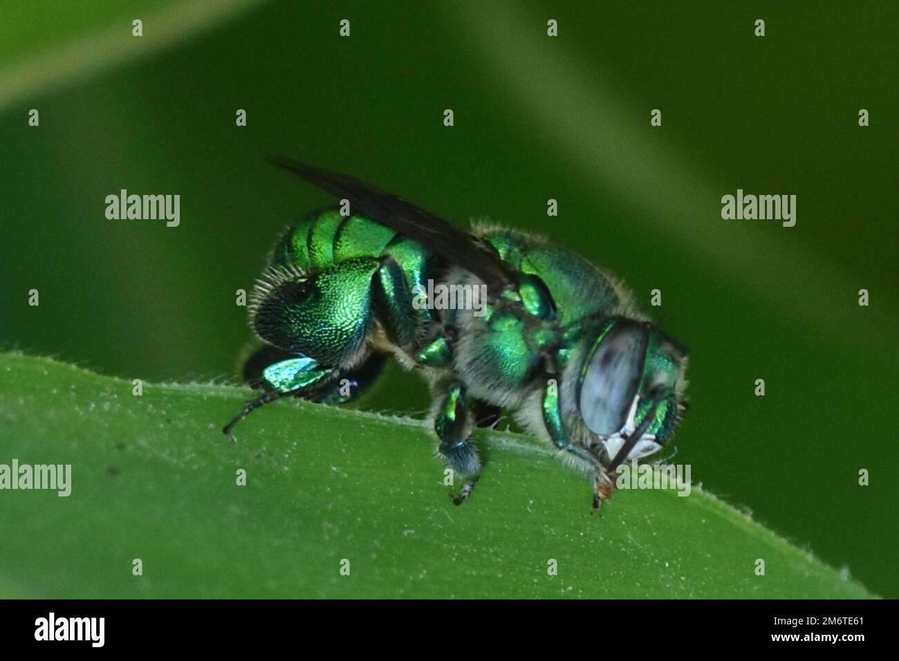 Ein grüner Lackmuskäfer, der auf einer Pflanze/Eyepix-Gruppe steht (Kreditbild: © Carlos Tischler/Eyepix via ZUMA Press Wire) Stockfoto