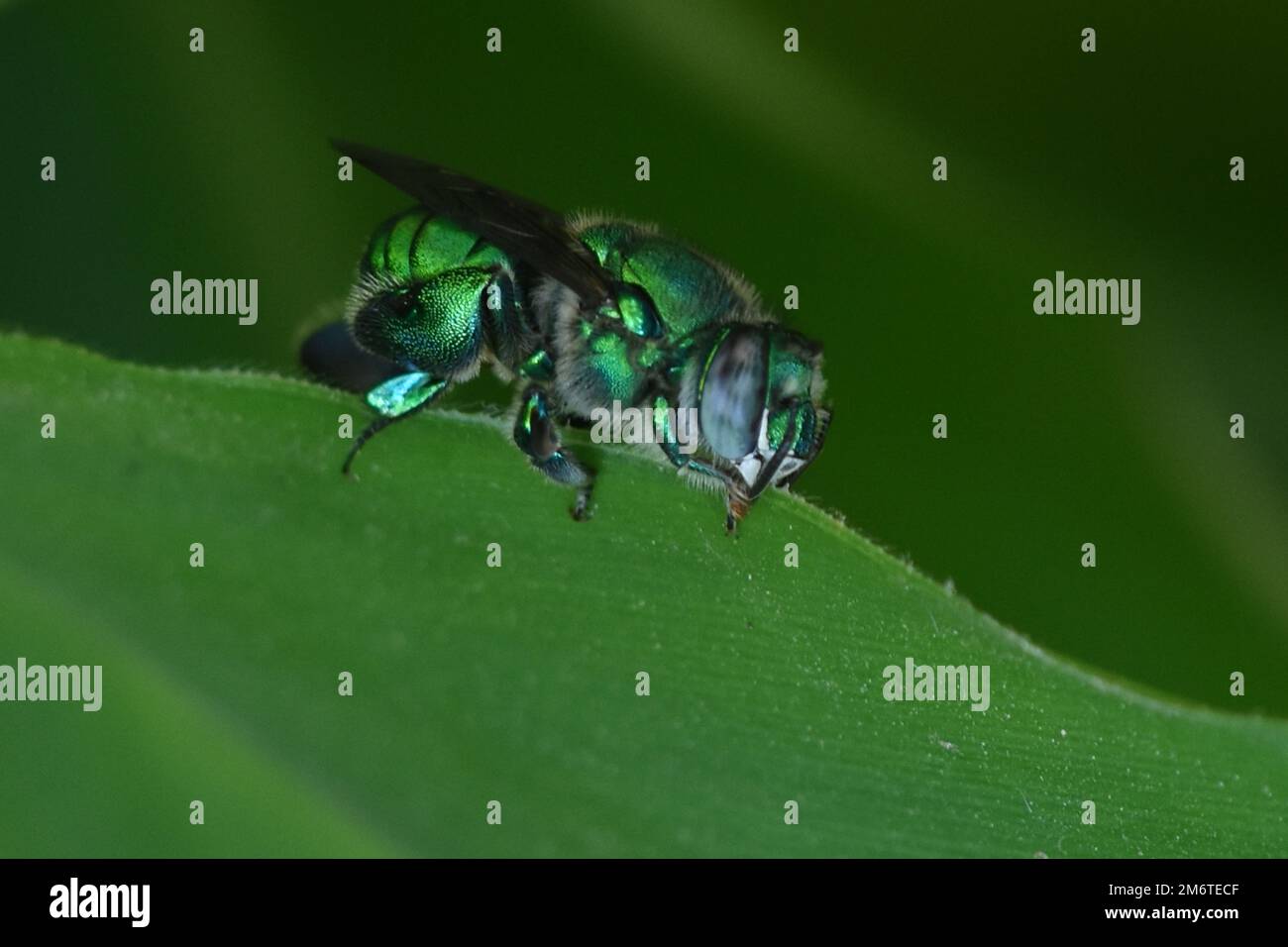 Ein grüner Lackmuskäfer, der auf einer Pflanze/Eyepix-Gruppe steht (Kreditbild: © Carlos Tischler/Eyepix via ZUMA Press Wire) Stockfoto
