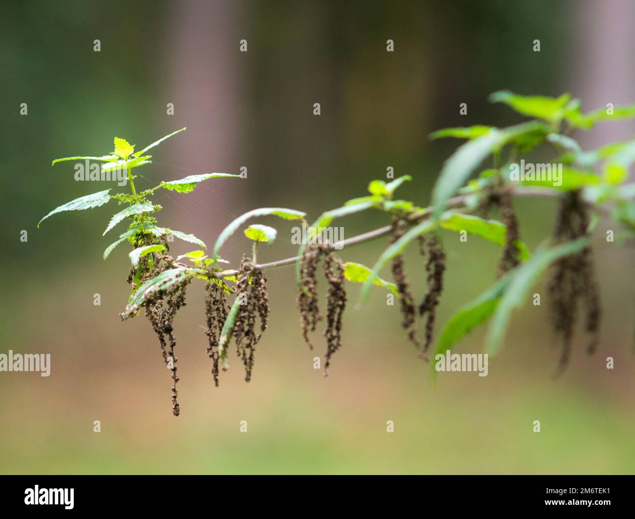 Blühende Brennnessel im Wald Stockfoto