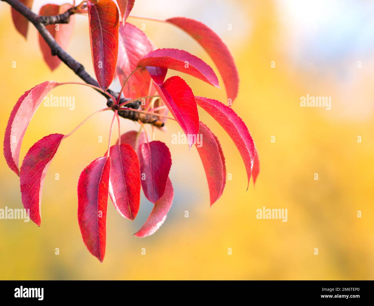 Blätter im Herbst Stockfoto