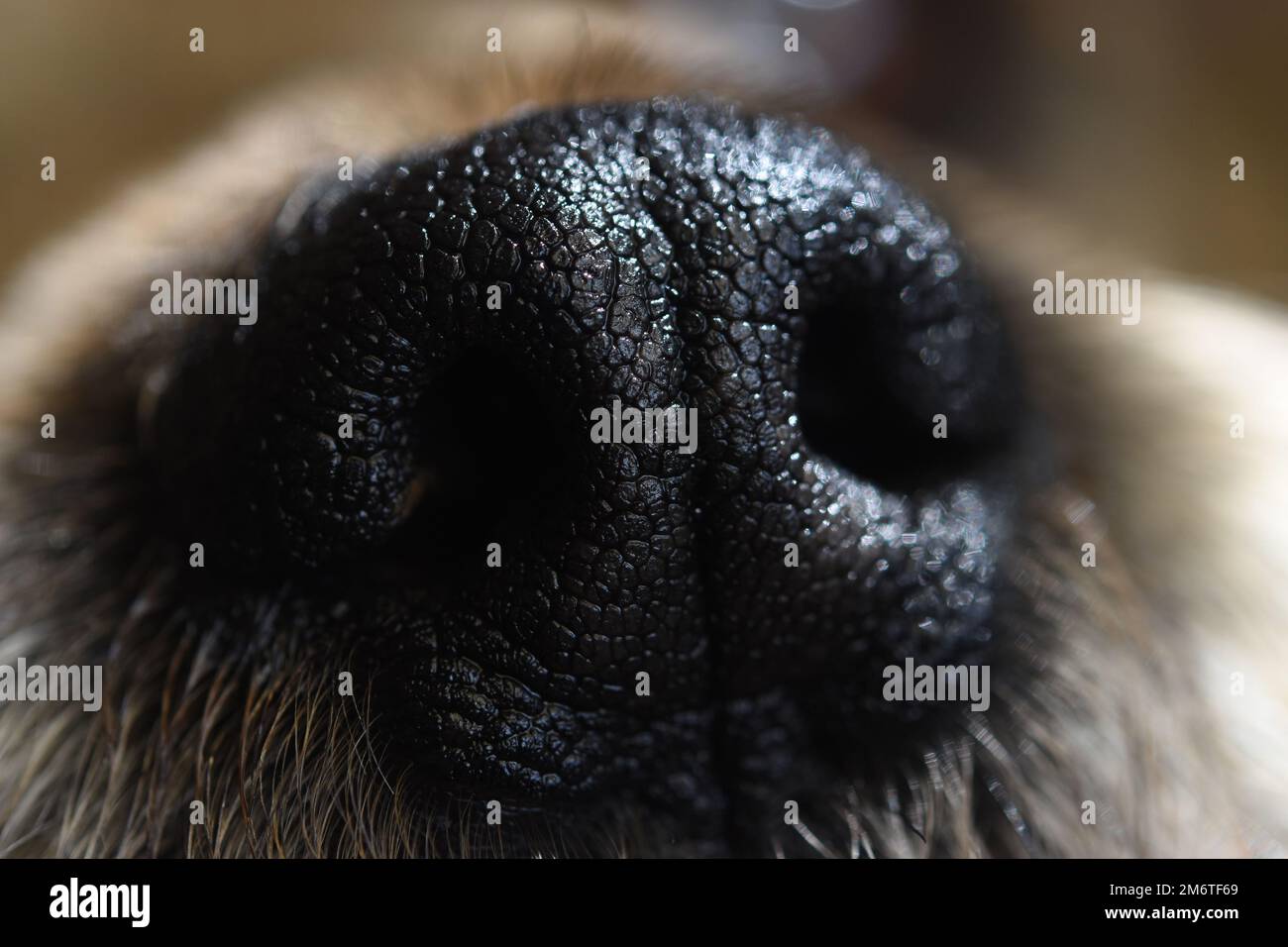 Detailansicht einer Hundenase/Eyepix-Gruppe (Kreditbild: © Carlos Tischler/Eyepix über ZUMA Press Wire) Stockfoto