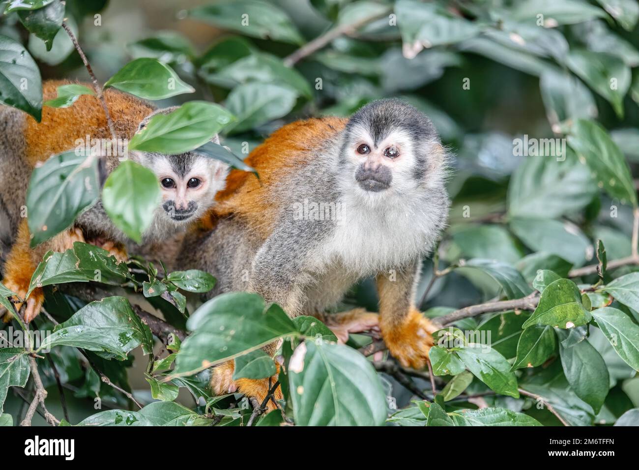 Zentralamerikanischer Eichhörnchen-Affe, Saimiri oerstedii, Quepos, Costa Rica Tierwelt Stockfoto