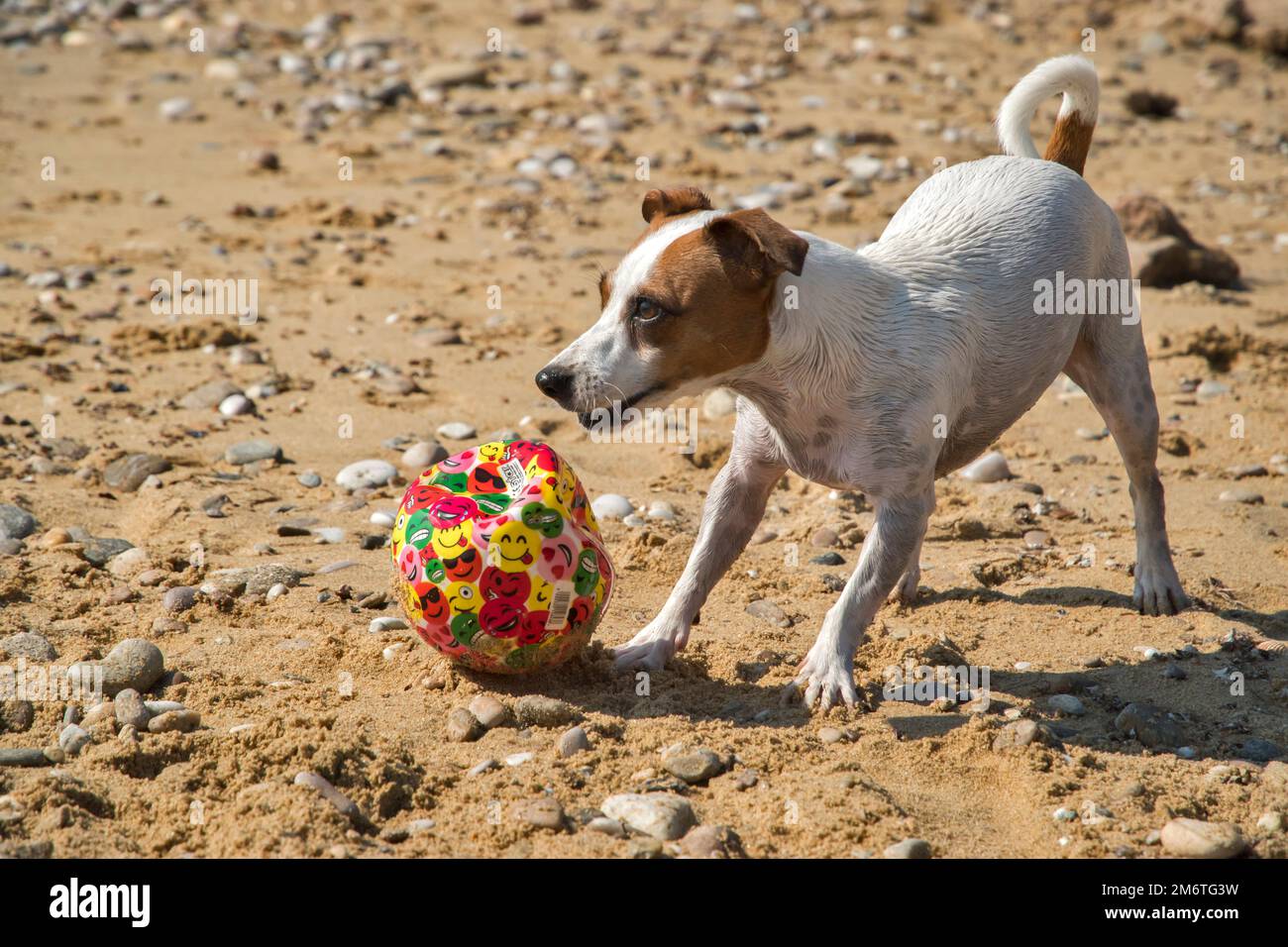 Junge Hündin Jack Russell Terrier spielt am Sandstrand des Meeres Stockfoto