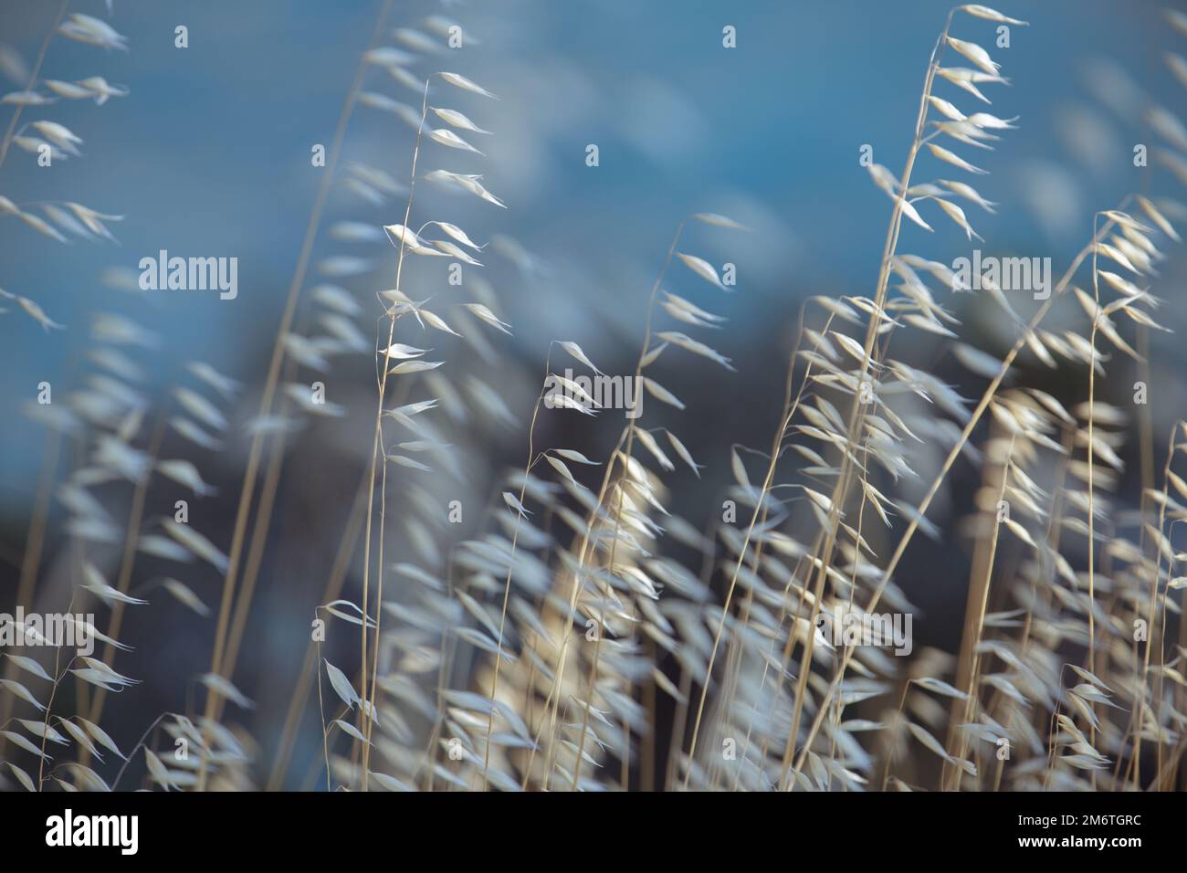 Trockenes Wildgras, Gras. Getrocknete beige Stacheln aus der Nähe auf einem unscharfen Hintergrund des blauen Meeres Stockfoto