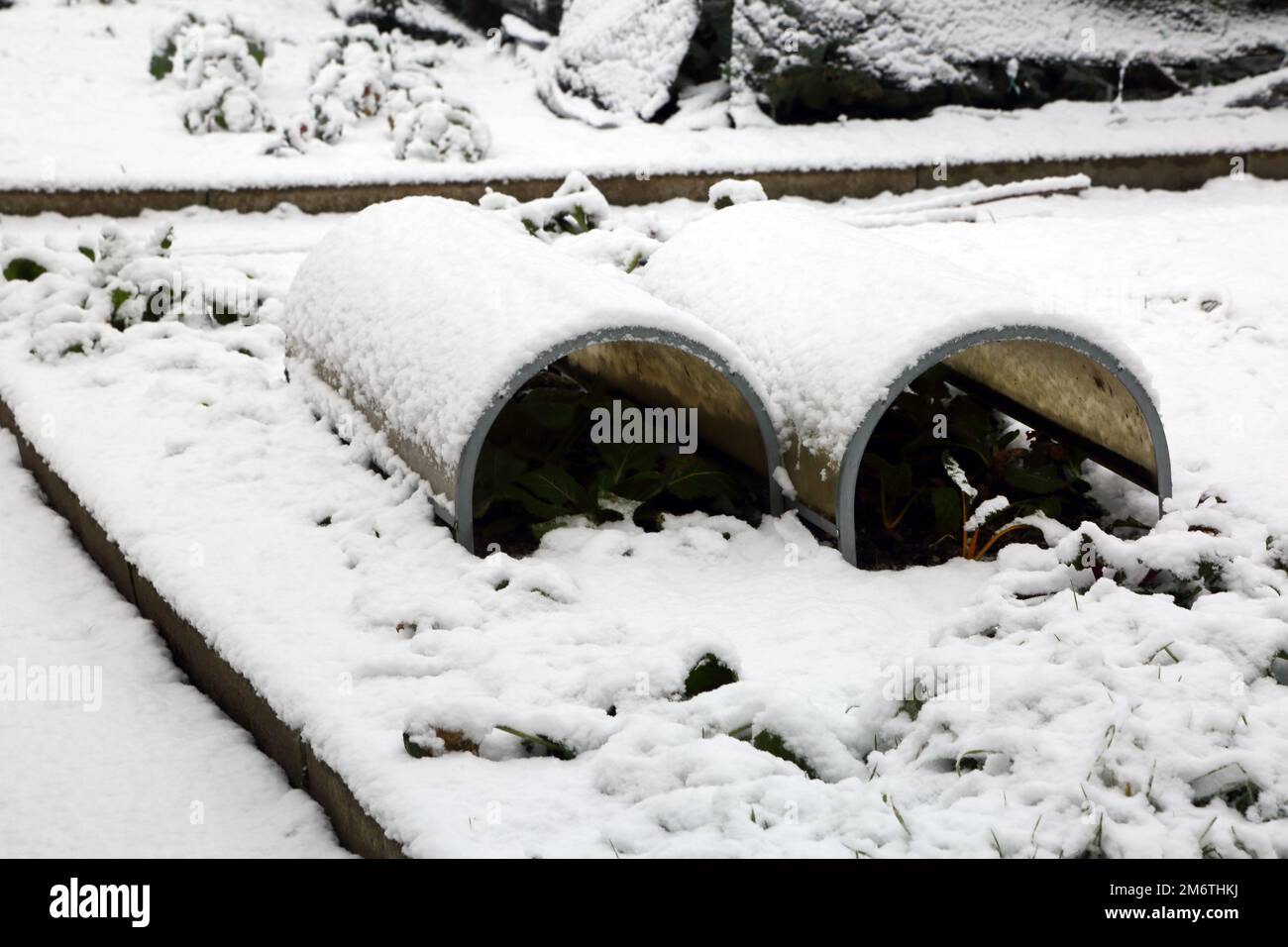 Glocke, die Gemüse im Garten im Schnee von Surrey England bedeckt Stockfoto