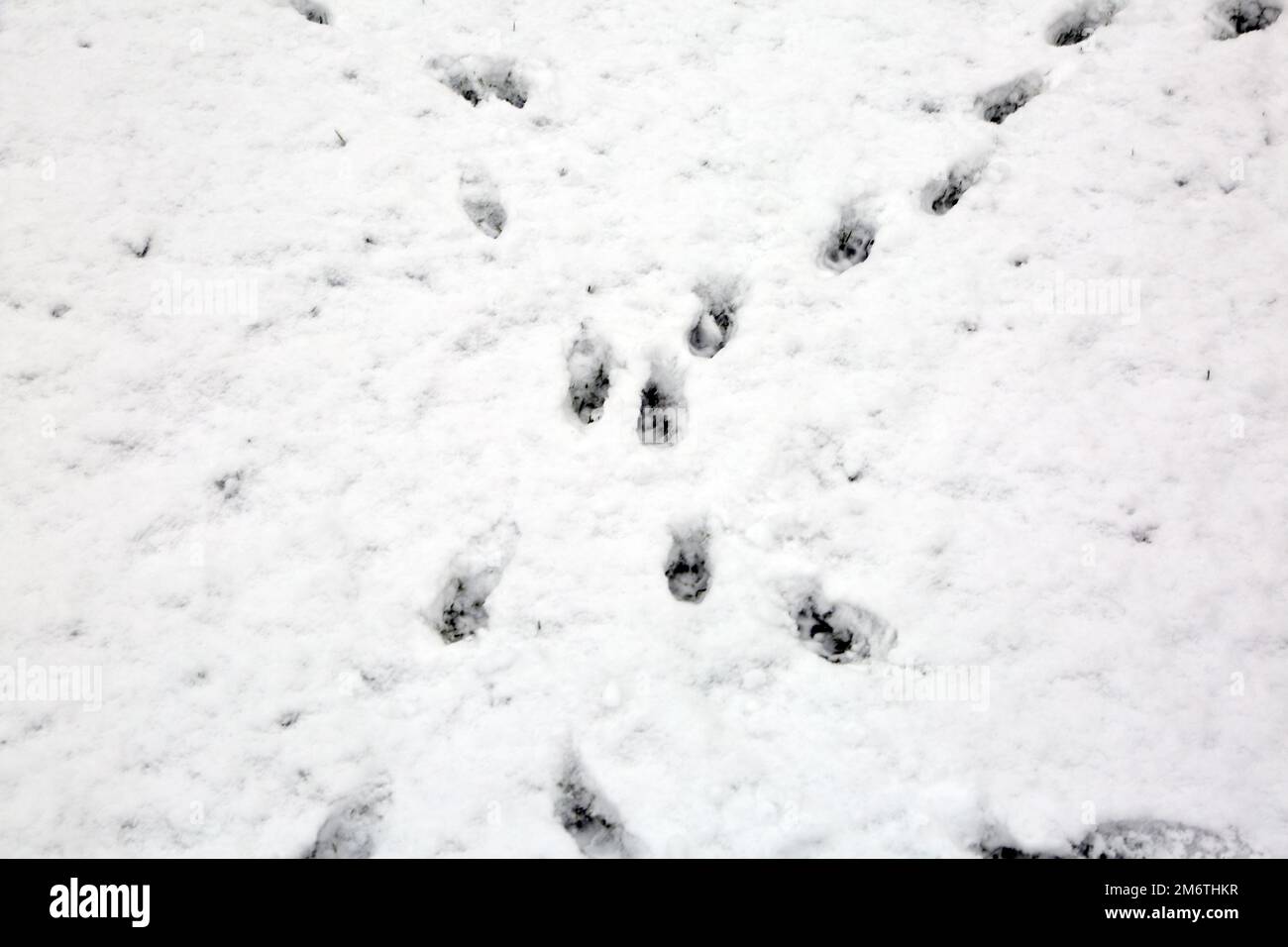 Katzenspuren im Schnee im Winter Stockfoto