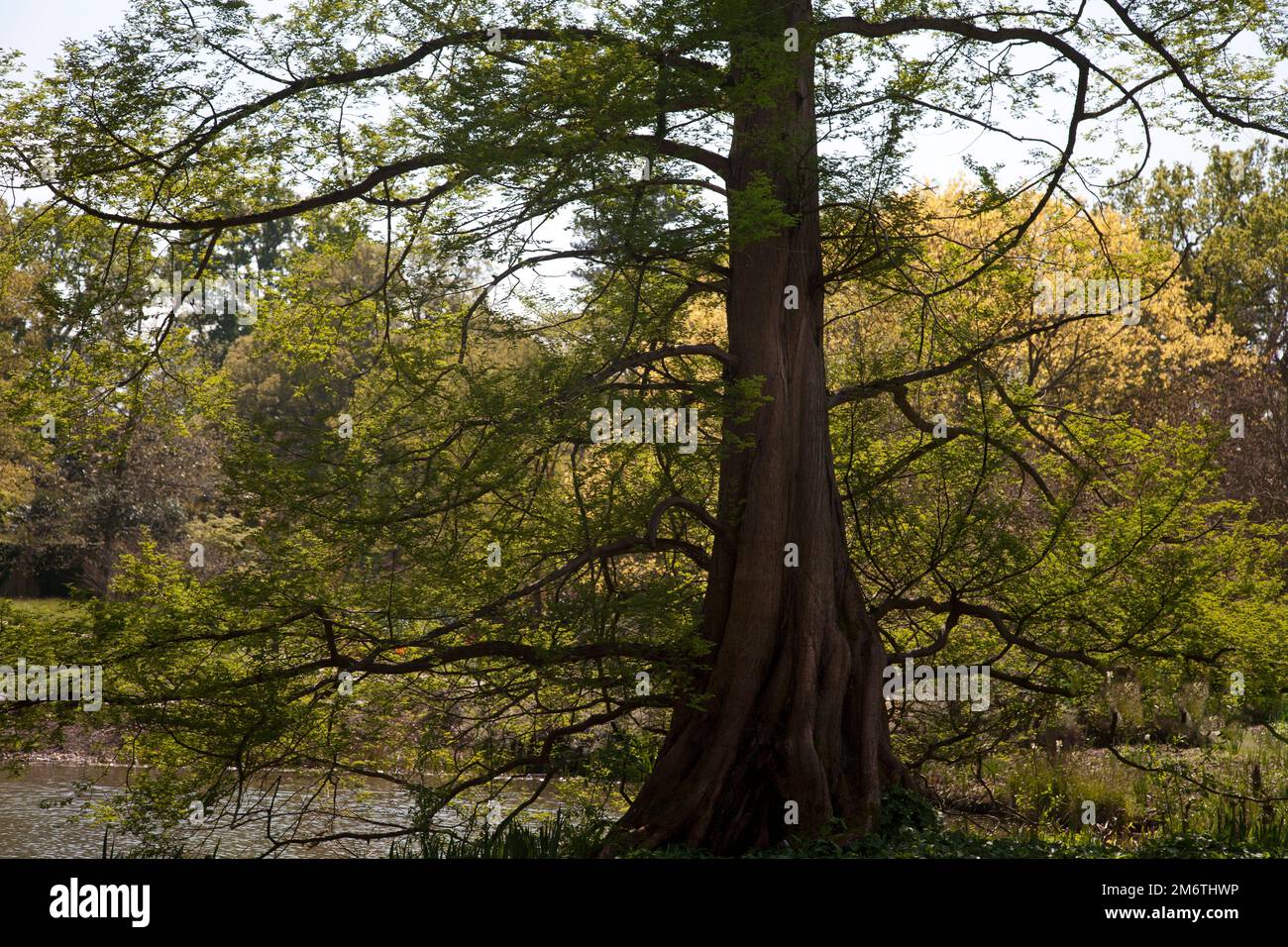 Baum und Stamm wisley surrey england Stockfoto