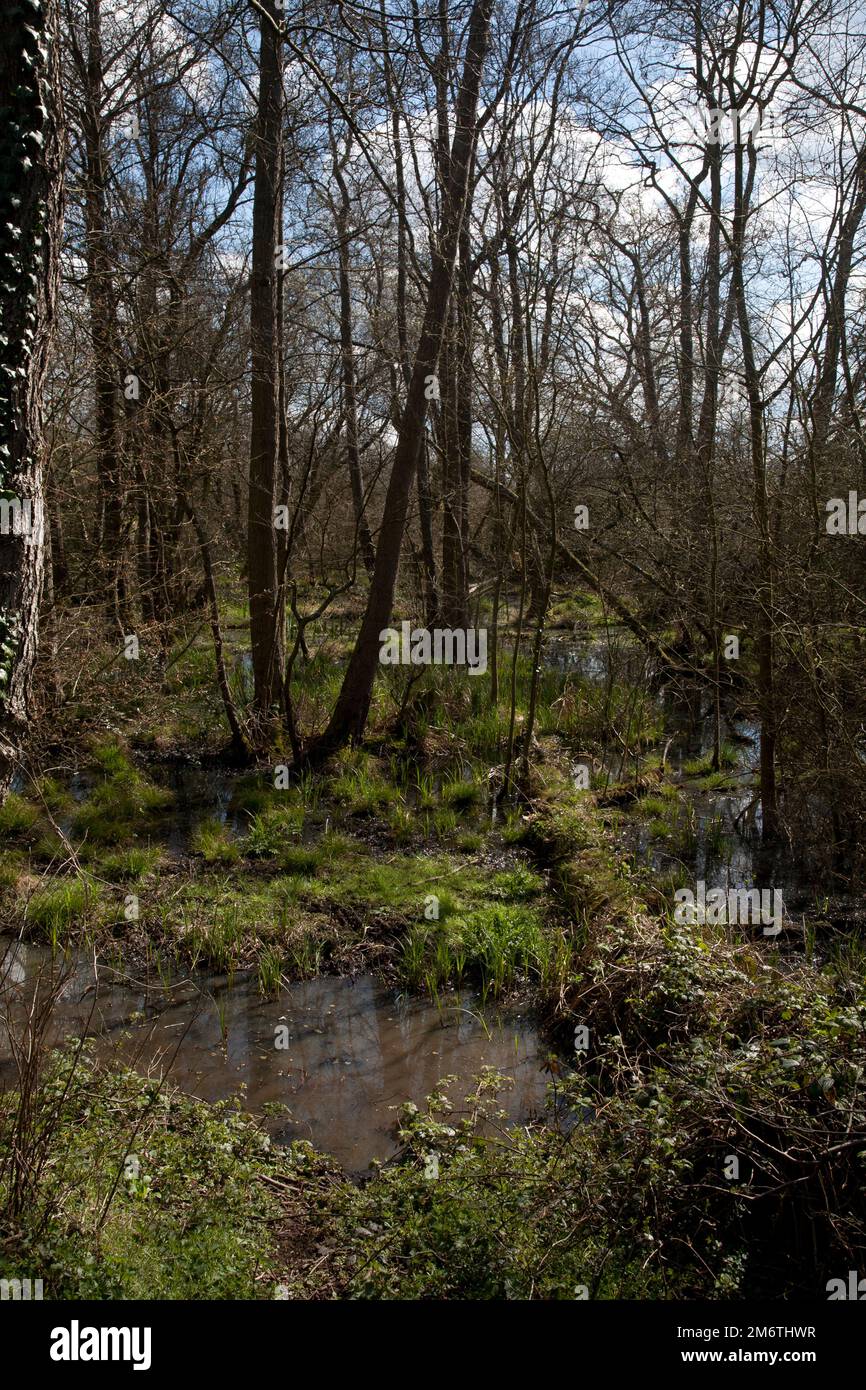 Flutlichter Fluss Wey Pyrford surrey england Stockfoto