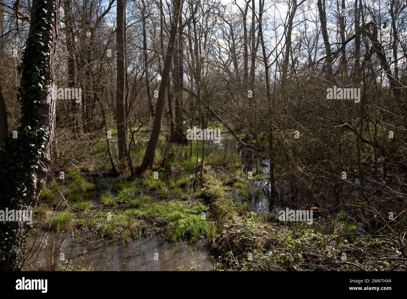 Flutlichter Fluss Wey Pyrford surrey england Stockfoto