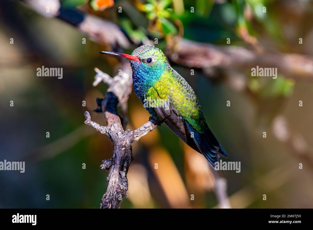 Ein großer Kolibri im Madera Canyon, Arizona Stockfoto