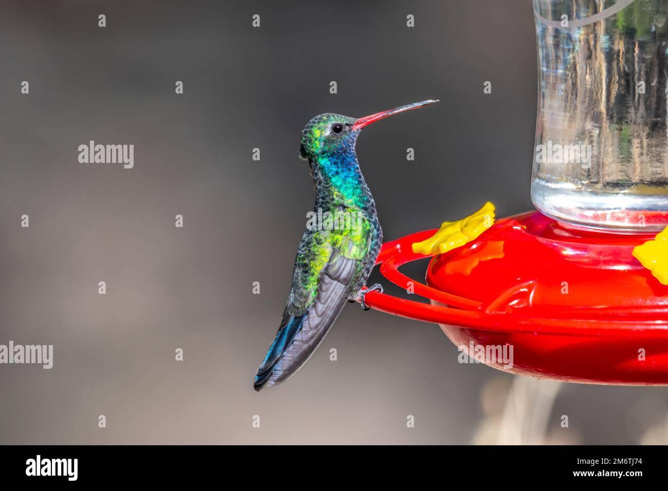 Ein großer Kolibri im Madera Canyon, Arizona Stockfoto