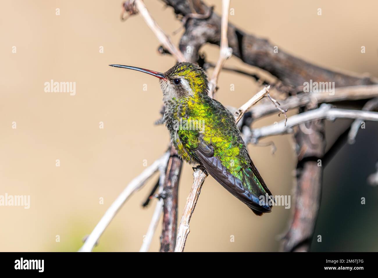 Ein großer Kolibri im Madera Canyon, Arizona Stockfoto