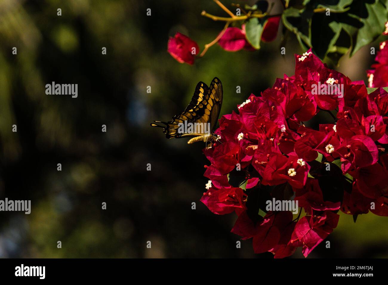 Bilder aus Sinaloa Mexiko zeigen die Schönheit der Natur und Landschaft. Stockfoto