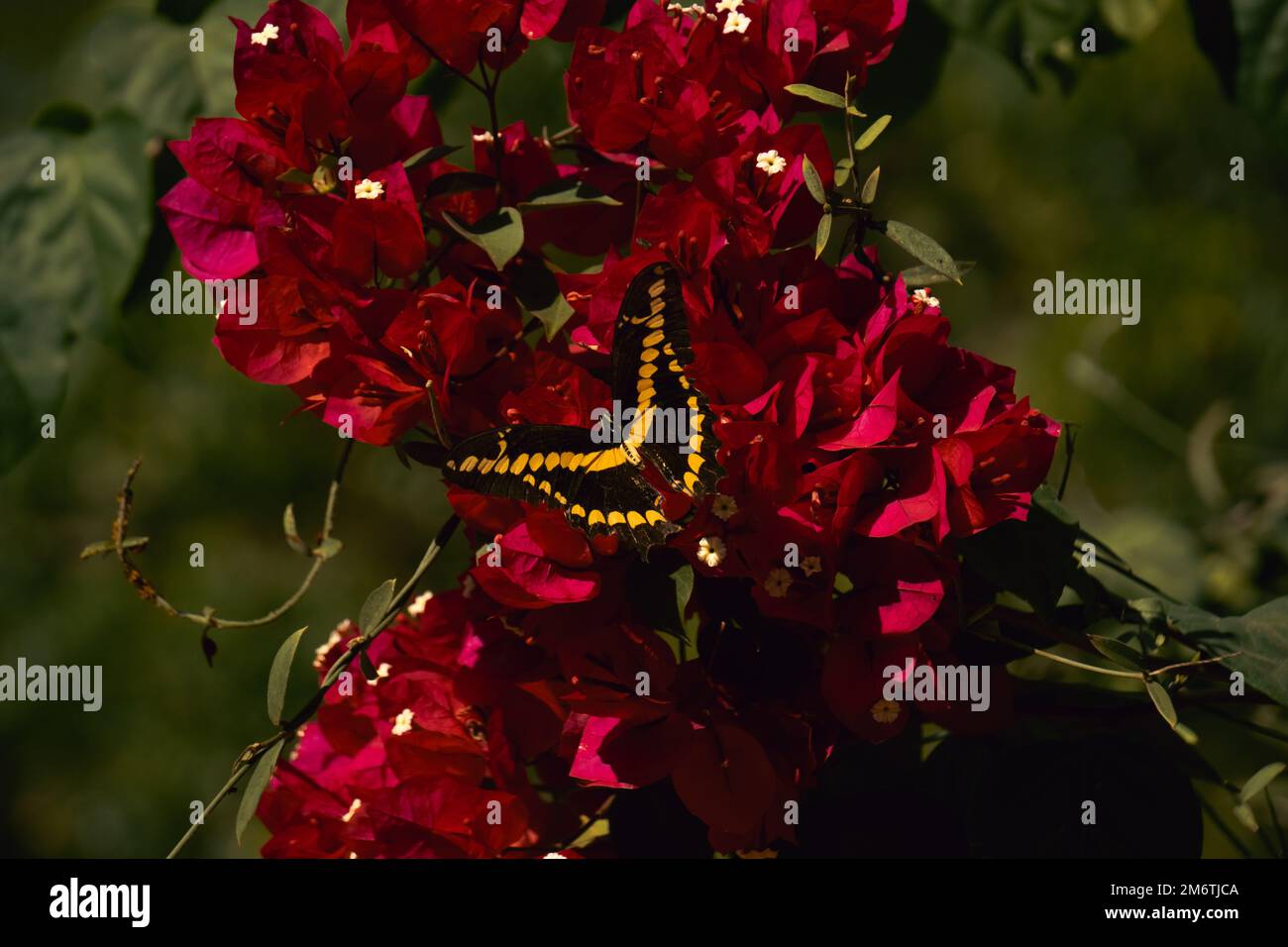 Bilder aus Sinaloa Mexiko zeigen die Schönheit der Natur und Landschaft. Stockfoto