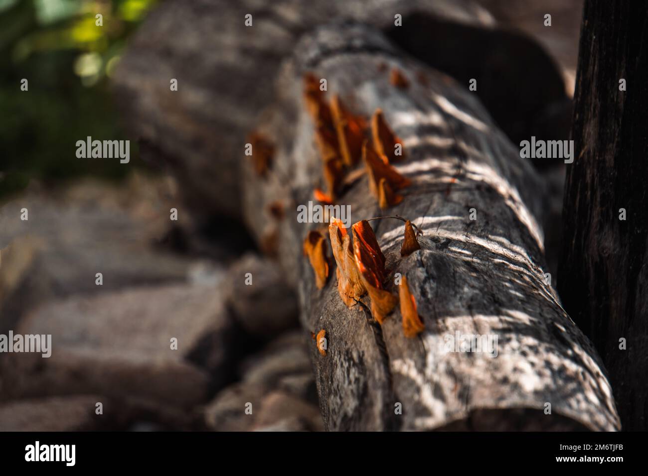 Bilder aus Sinaloa Mexiko zeigen die Schönheit der Natur und Landschaft. Stockfoto