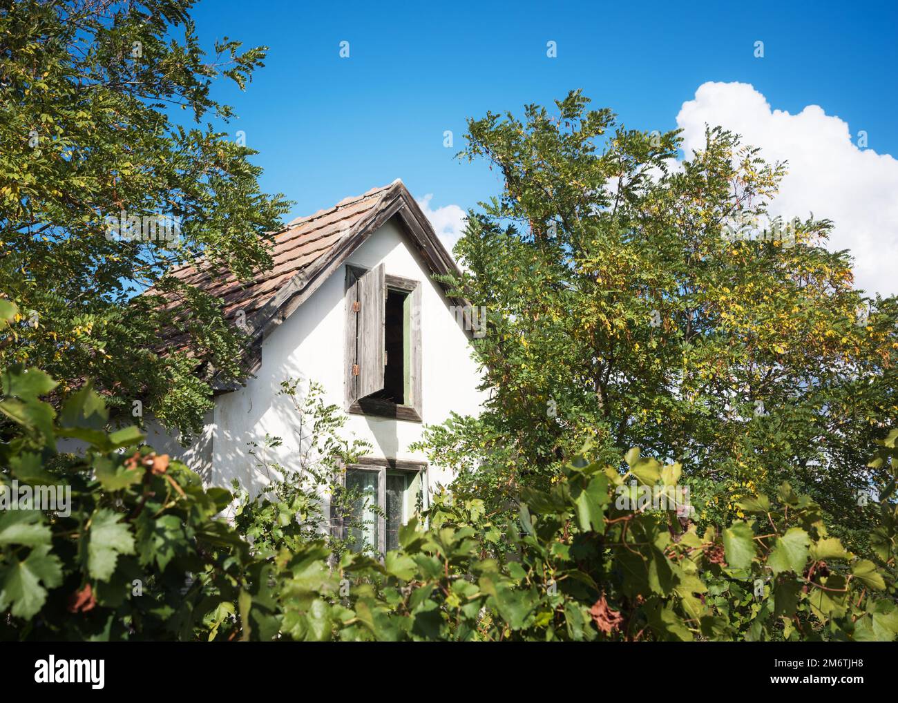 Weinbauhütte auf einem Weinberg Stockfoto