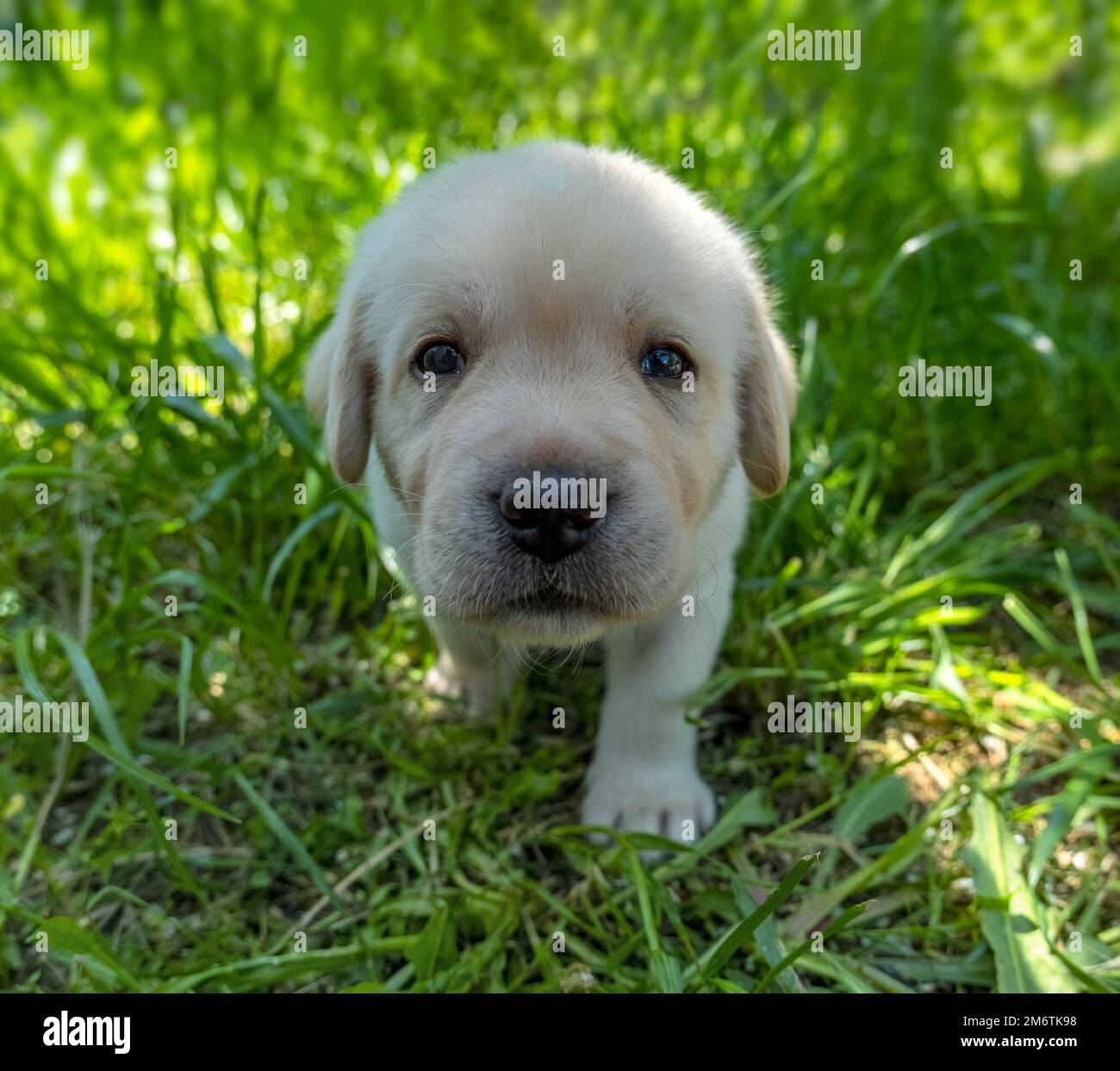 Labrador Welpe im grünen Gras Stockfoto