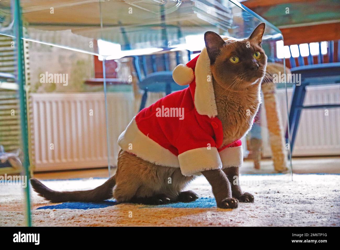 Die Burmesische Weihnachtskatze Stockfoto