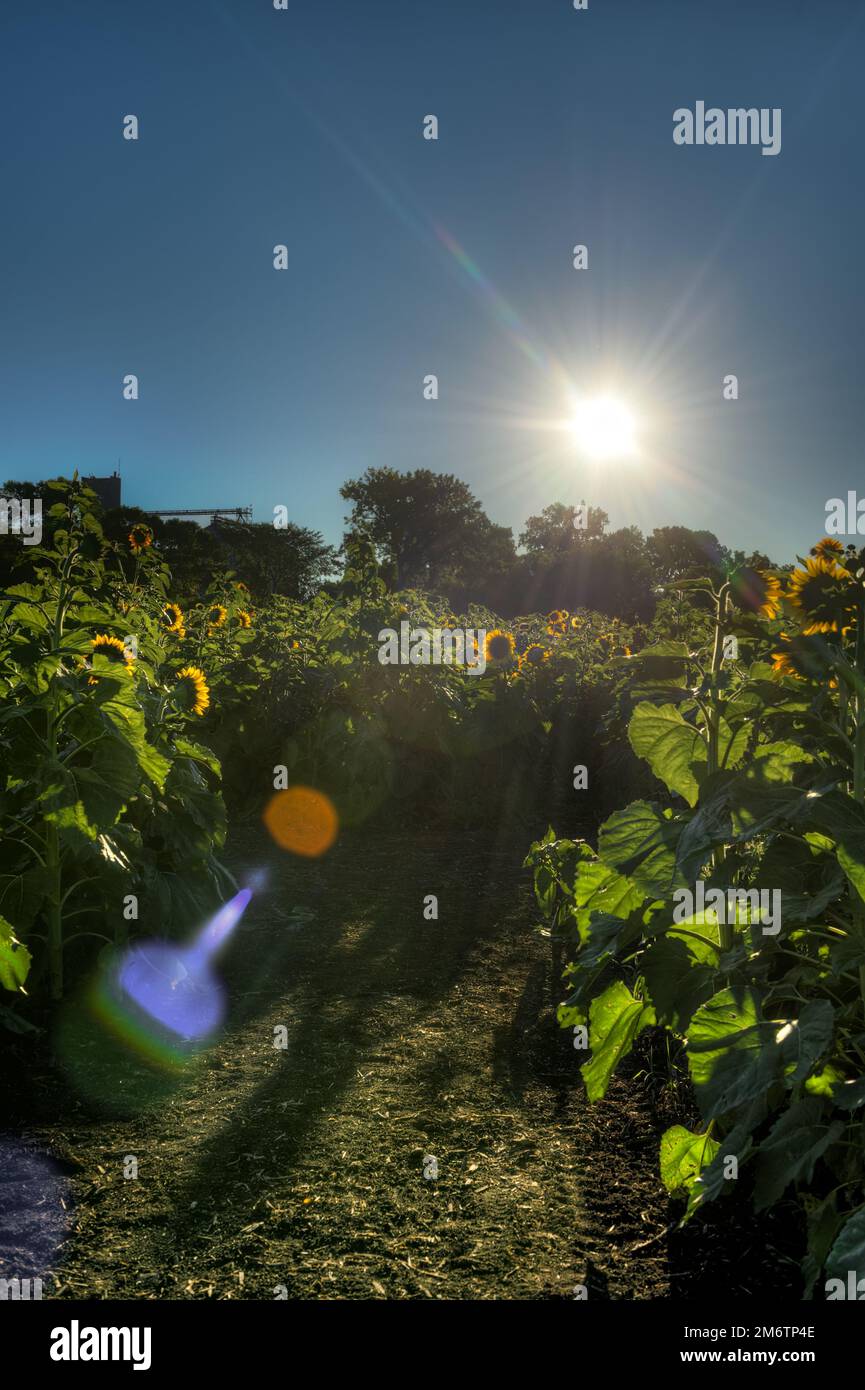 Sonnenblumenfeld Im Sommer Beleuchtet Von Rising Sun With Flare Stockfoto