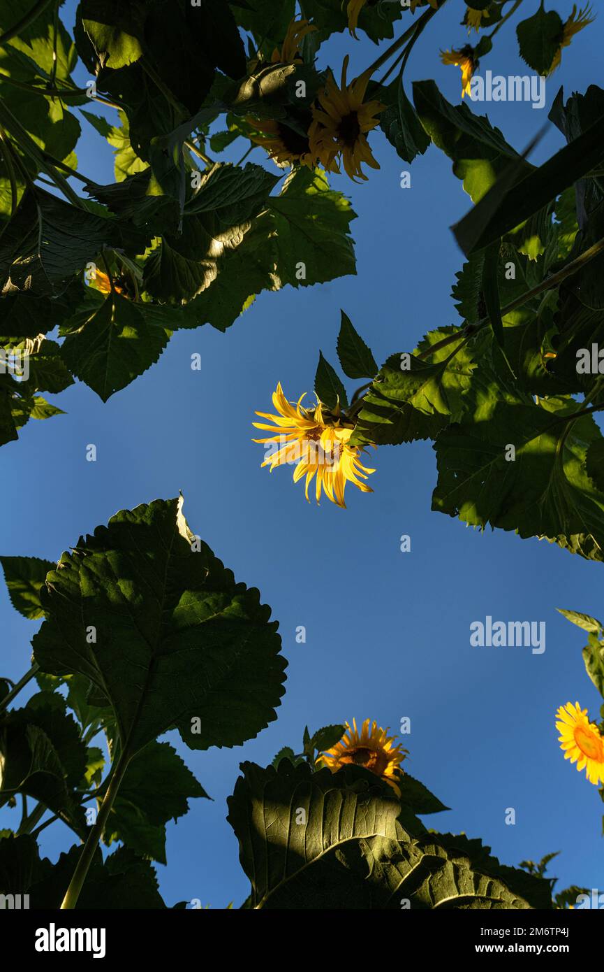 Sonnenblume Erleuchtet Von Der Sonne Von Unten - Sommer Stockfoto