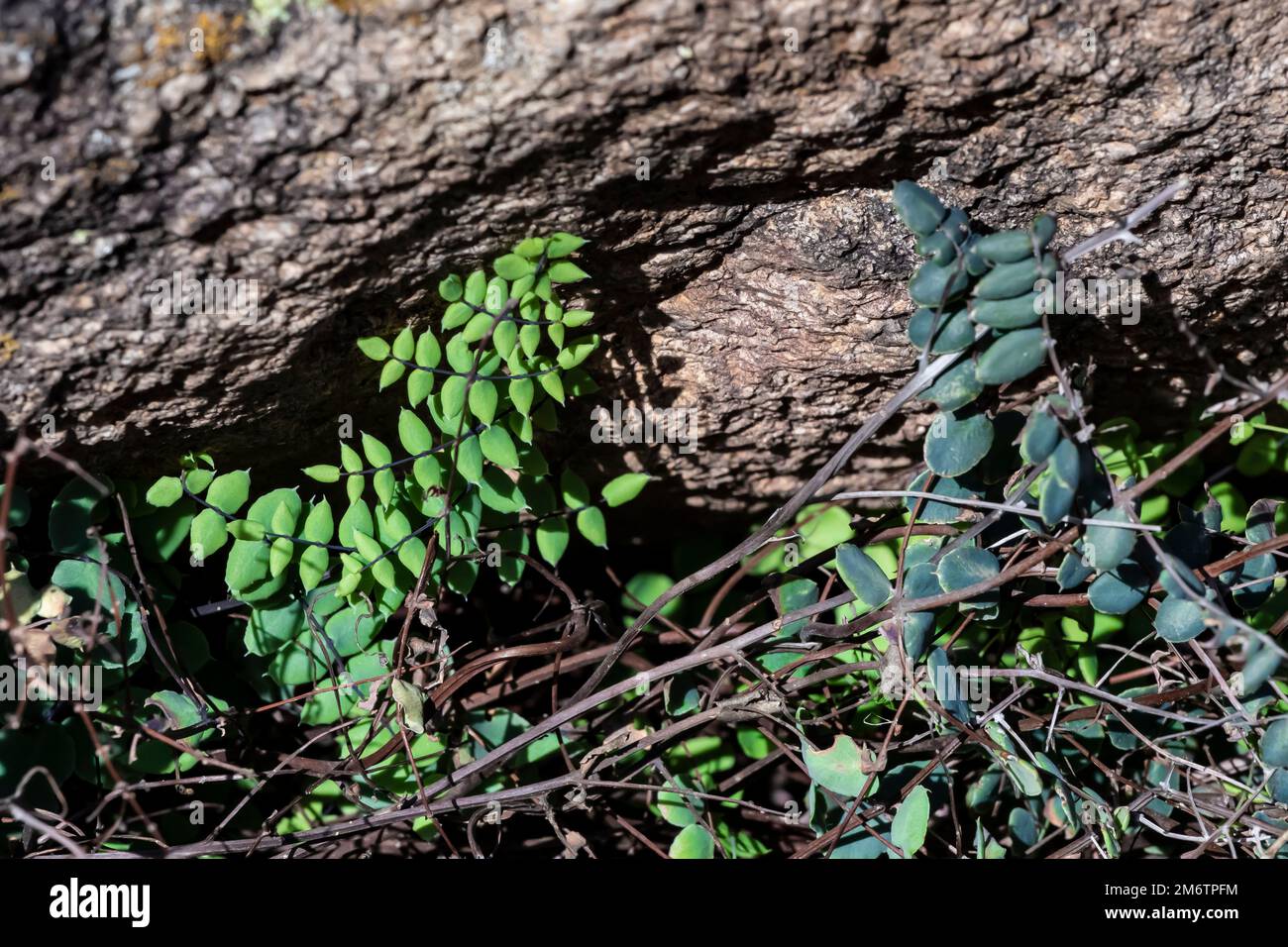 Spiny Cliffbrake, Pellaea truncata, im Aguirre Spring Campground Area des Organ Mountains-Desert Peaks National Monument, New Mexico, USA Stockfoto