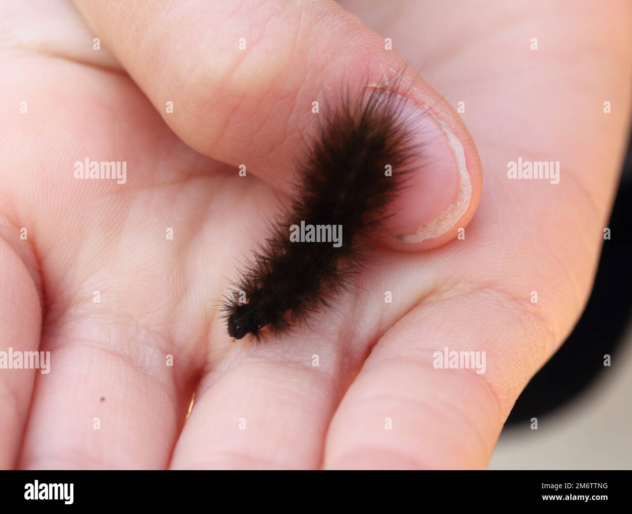 Braune Raupe Stockfoto