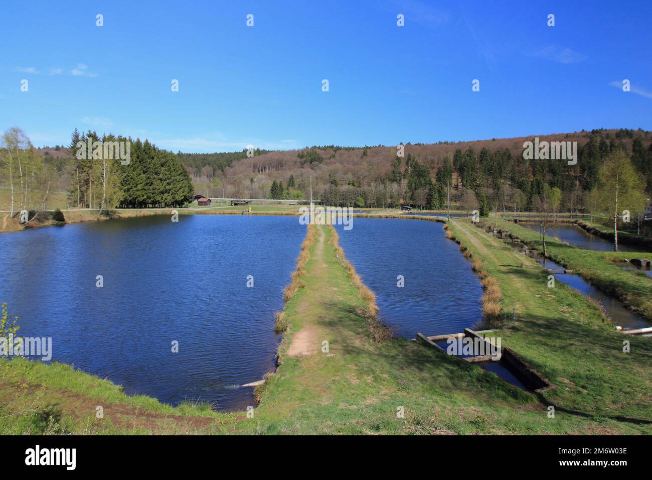 Fisch-Teich Stockfoto