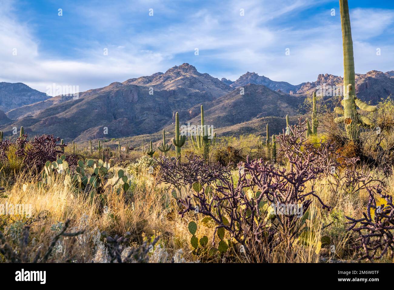 Ein Blick auf Tucson, Arizona Stockfoto