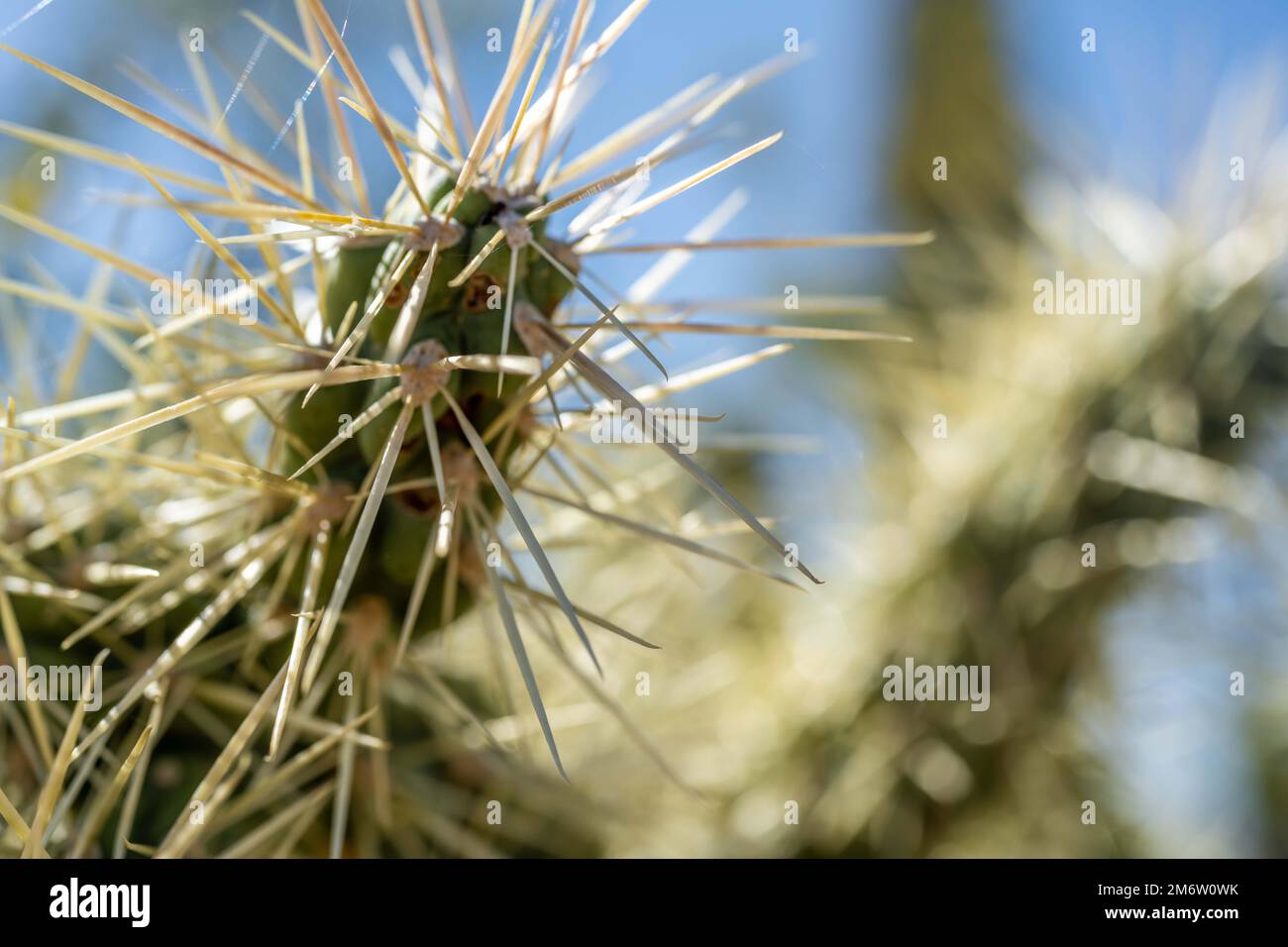 Eine stachelige Wildkaktuspflanze im Saguaro National Park, Arizona Stockfoto