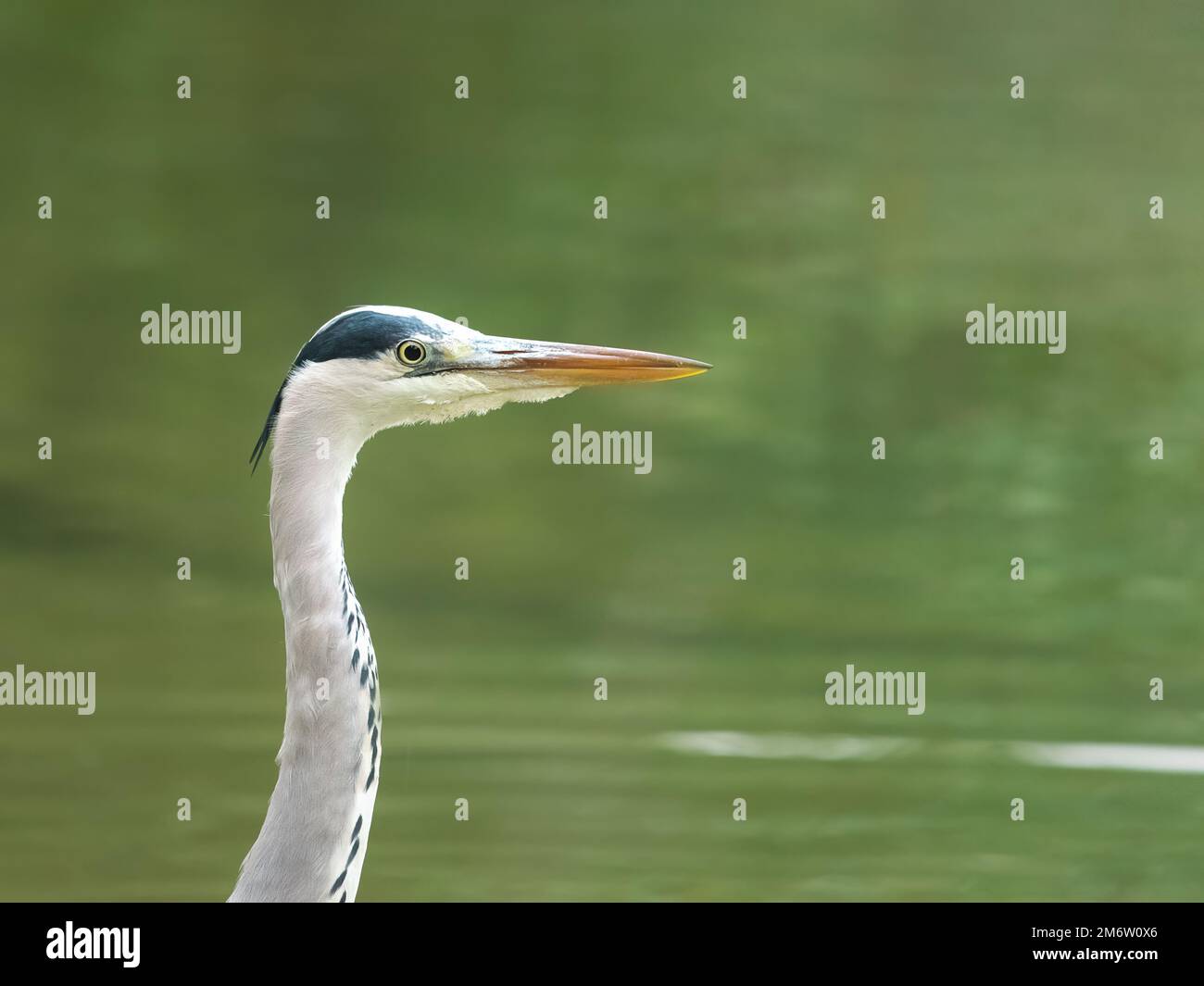 Ein Kopfschuss eines atemberaubenden Grauen Reiher (Ardea cinerea), der am Ufer eines Flusses nach Essen jagt. Stockfoto