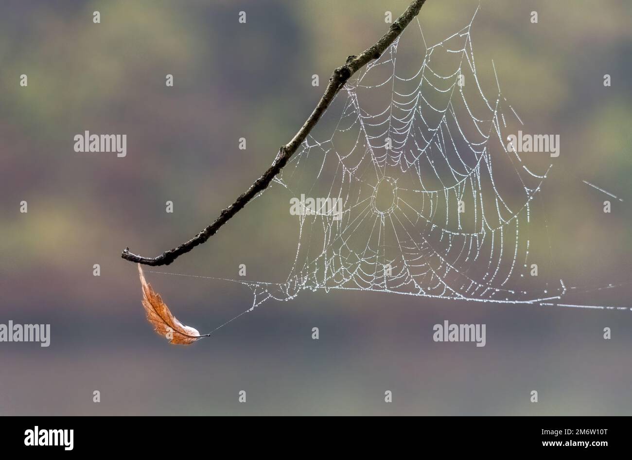 Taubedecktes Spinnennetz zwischen einem Zweig einer Birke bei Sonnenaufgang. Spinnennetz mit Wassertropfen an einem kalten Herbstmorgen Stockfoto