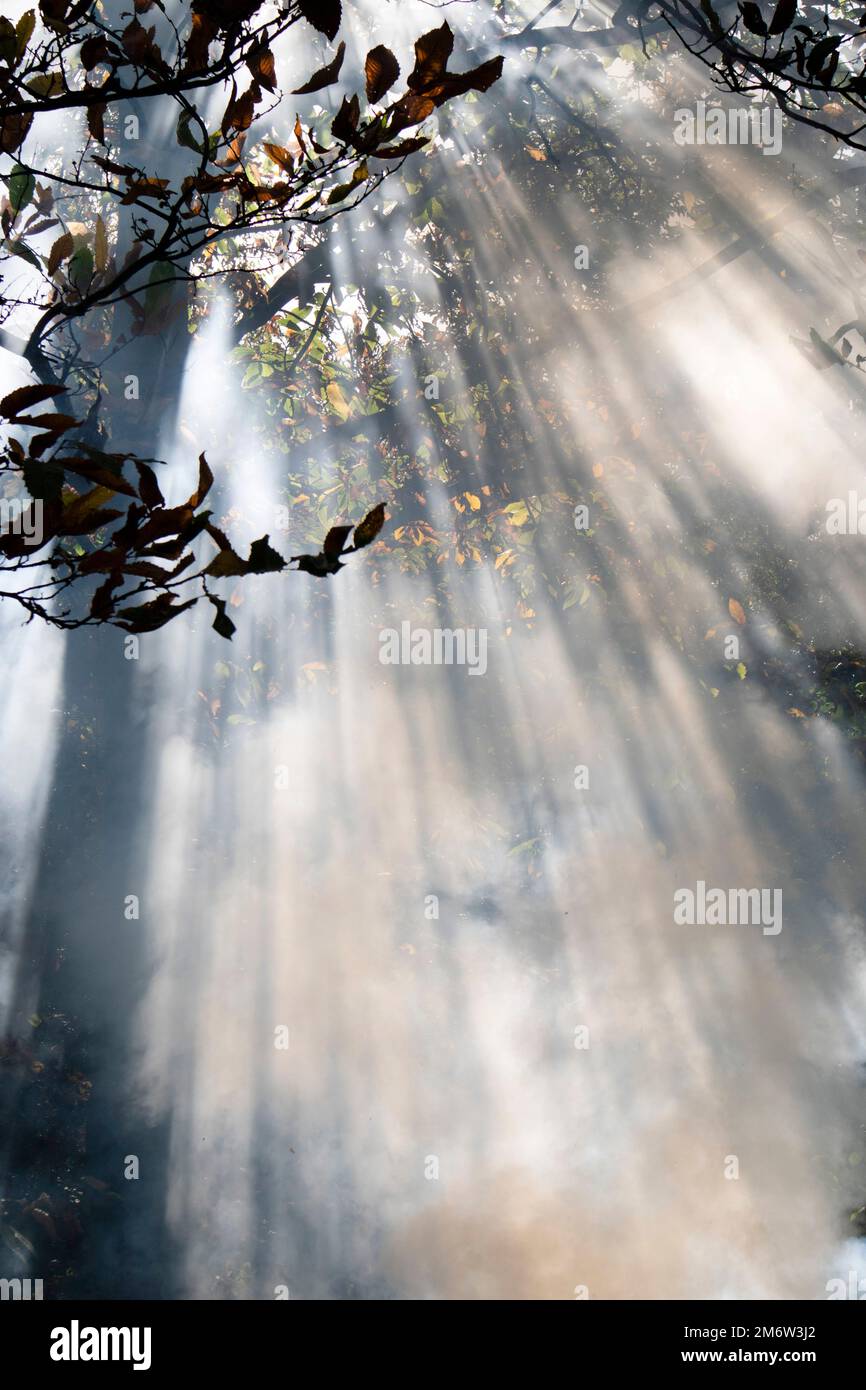 Sonnenstrahlen durchbrechen den Rauch eines Waldbrandes Stockfoto